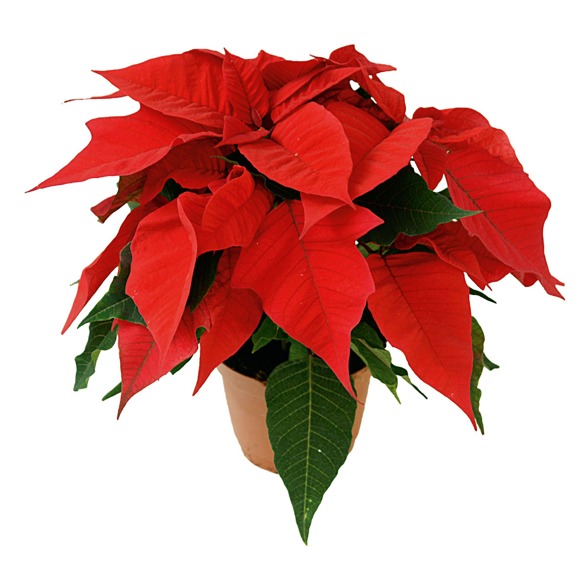 Plantiflor  Weihnachtsstern Topf Durchmesser 9 cm Bild 1