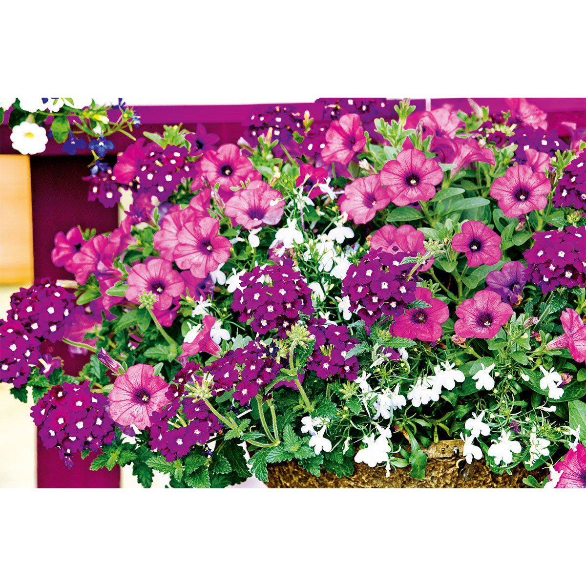 Plantiflor  Petunie großblumig ton in ton T13 Bild 6