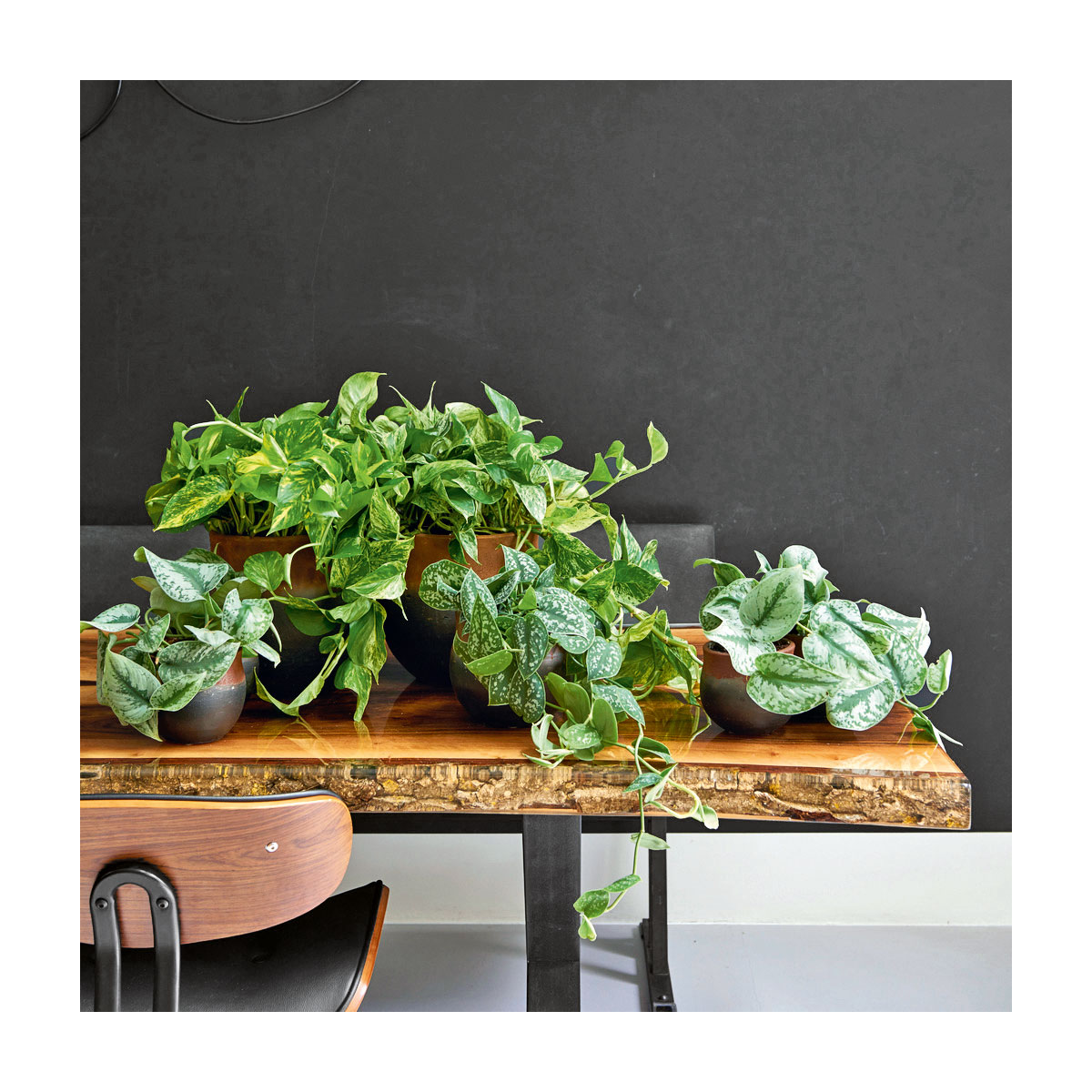 Plantiflor  Efeutute Topf Durchmesser 12 cm Bild 5