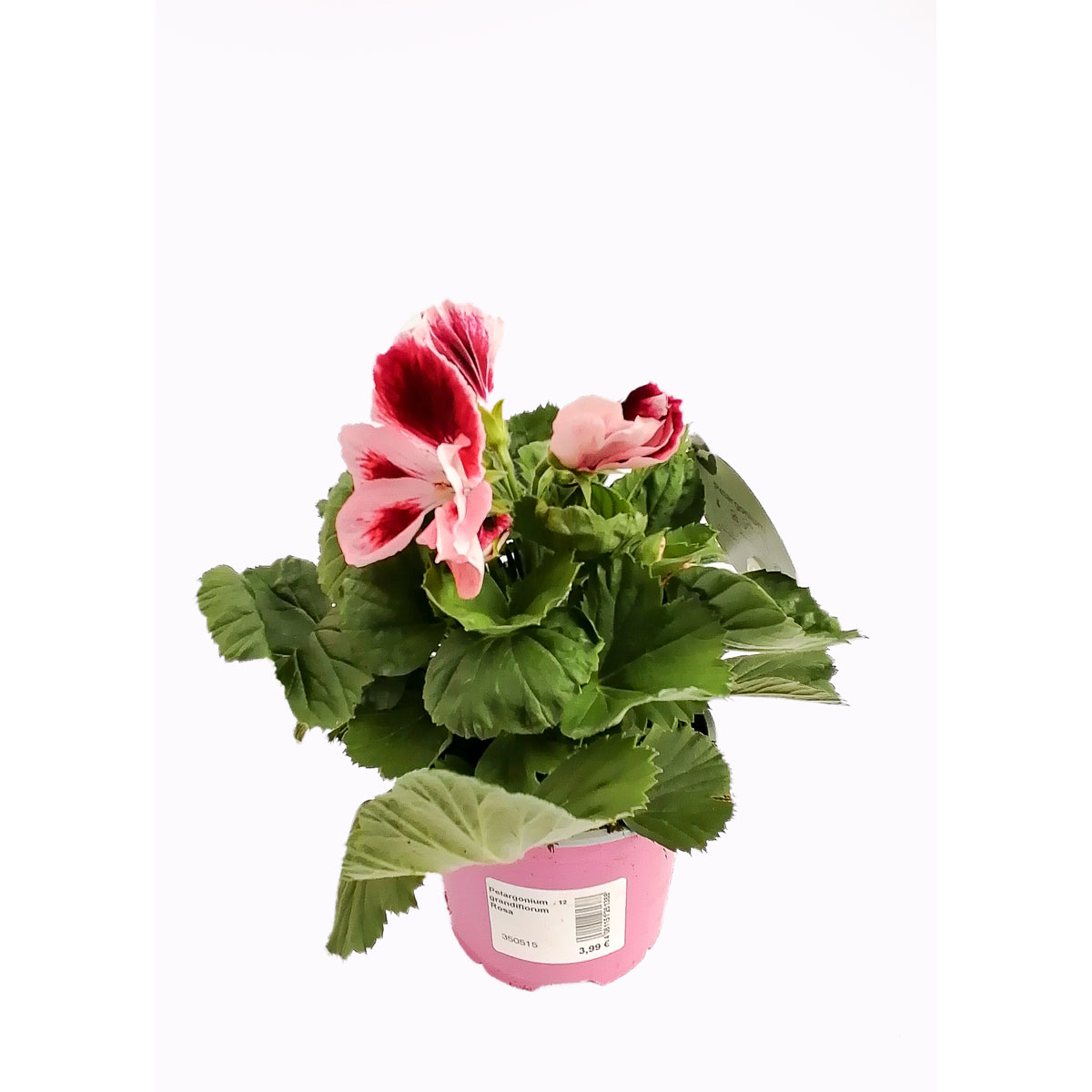 Plantiflor  Edelgeranie Topf- Durchmesser 12 cm Bild 5