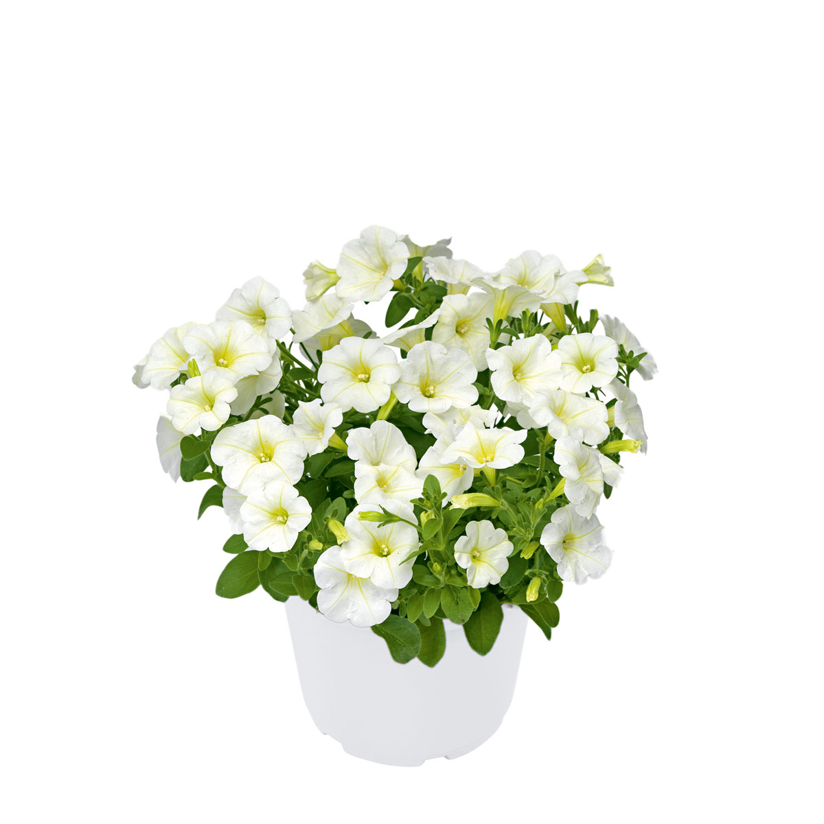 Plantiflor  Zauberglöckchen, Topf Ø 13 cm