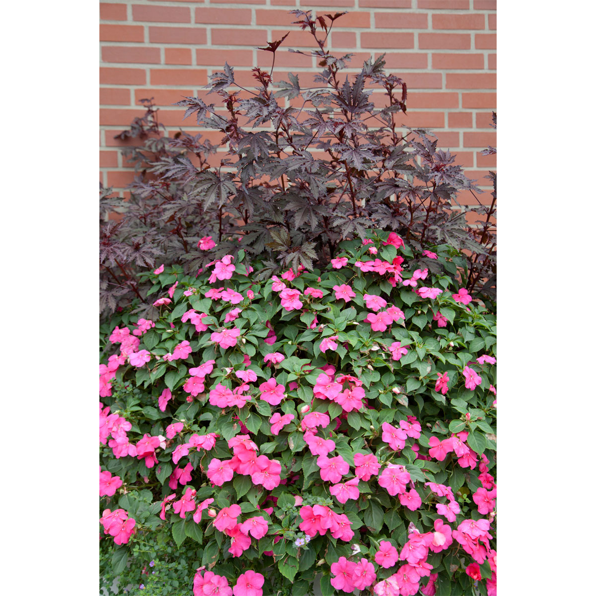 Plantiflor  Fleißiges Lieschen Topf Durchmesser 10,5 cm Bild 3