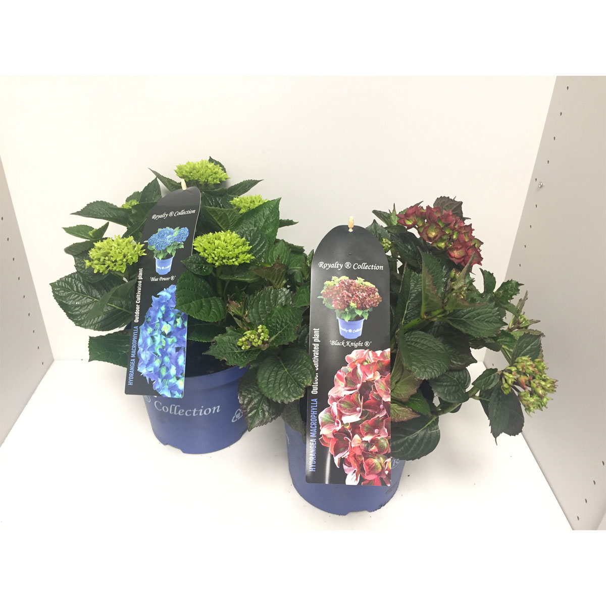 Plantiflor  Bauernhortensie Royalty Collection T20 versch Farben