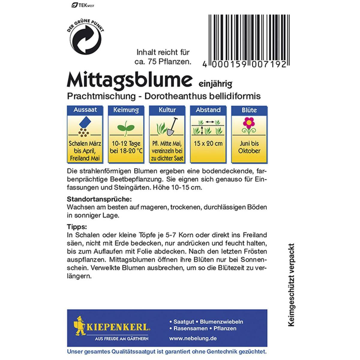 Kiepenkerl Mittagsblumen Dorotheantus Mischung Bild 2