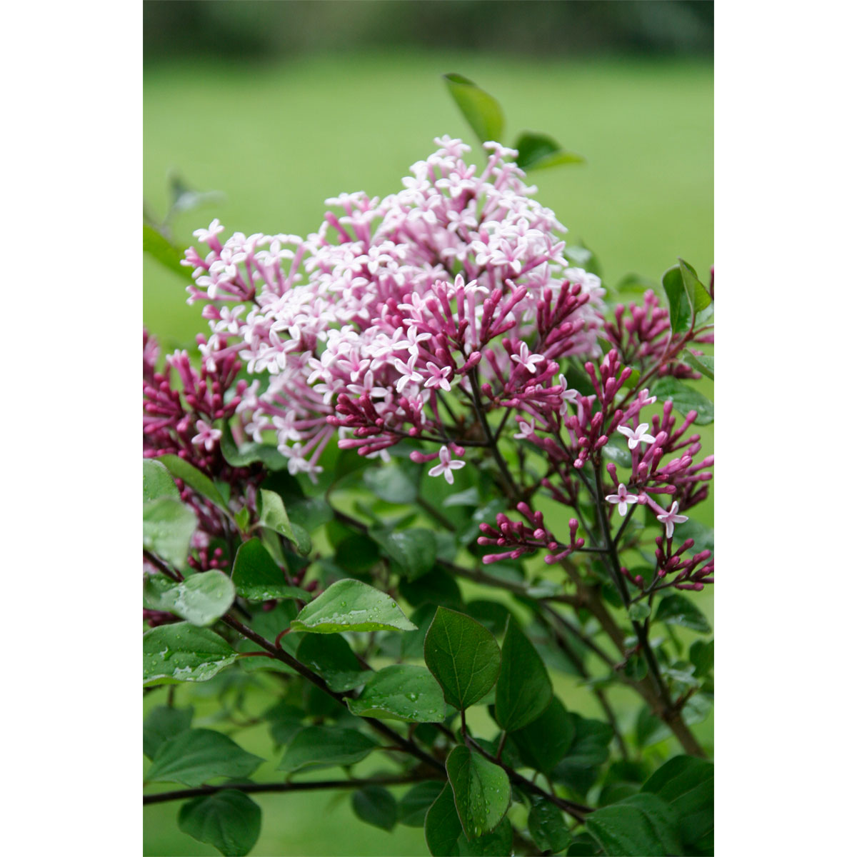 Plantiflor Zwergflieder Red Pixie Topf Durchmesser 22 cm