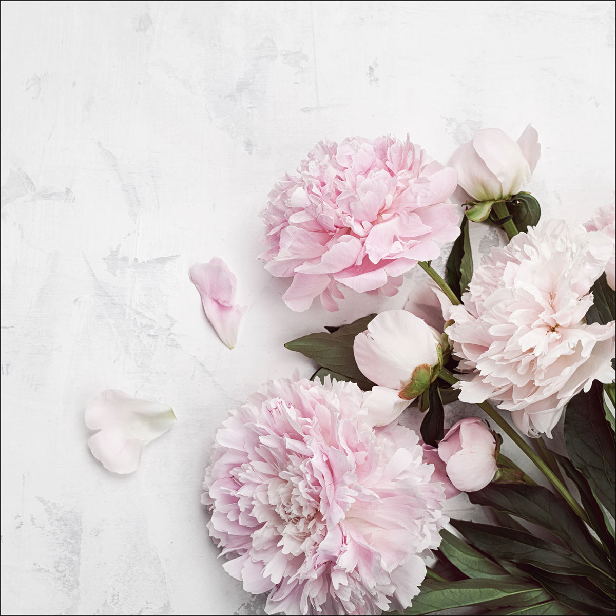 Glasbild Pfingstrosen auf Marmor 20 x 20 cm