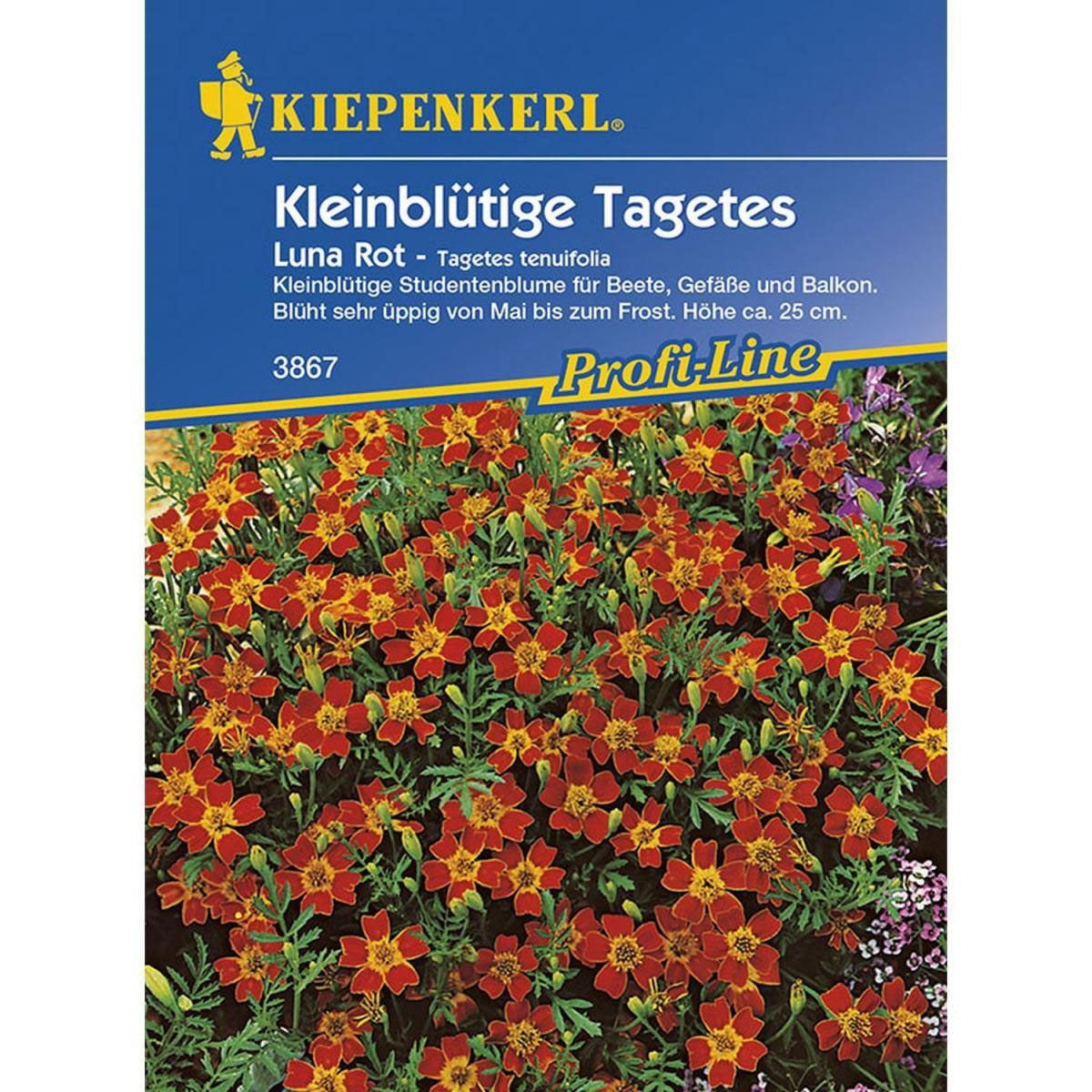 Kiepenkerl Tagetes tenuifolia Luna Rot Profi-Line Bild 1