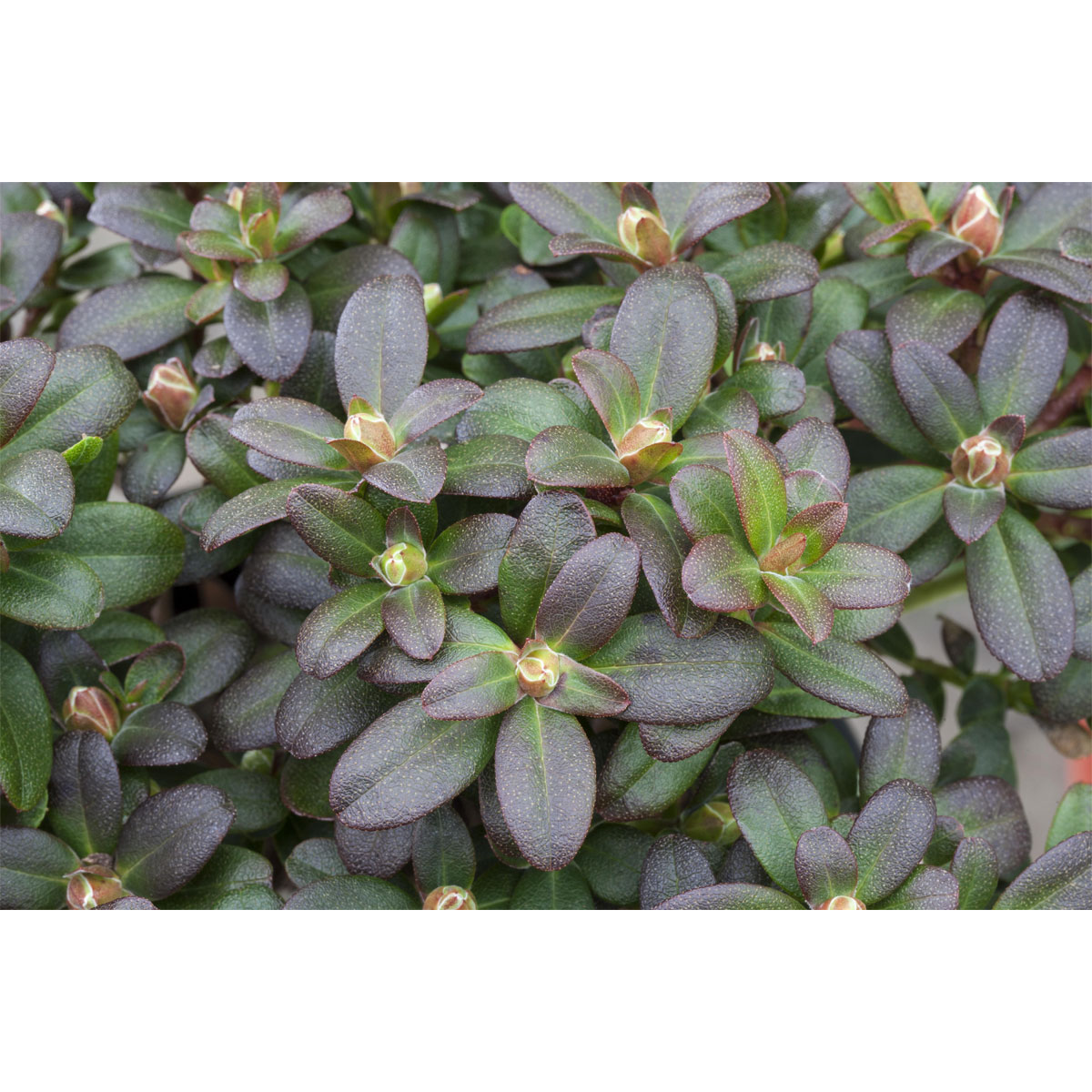 Plantiflor Zwergrhododendron Shamrock Topf Durchmesser 17 cm
