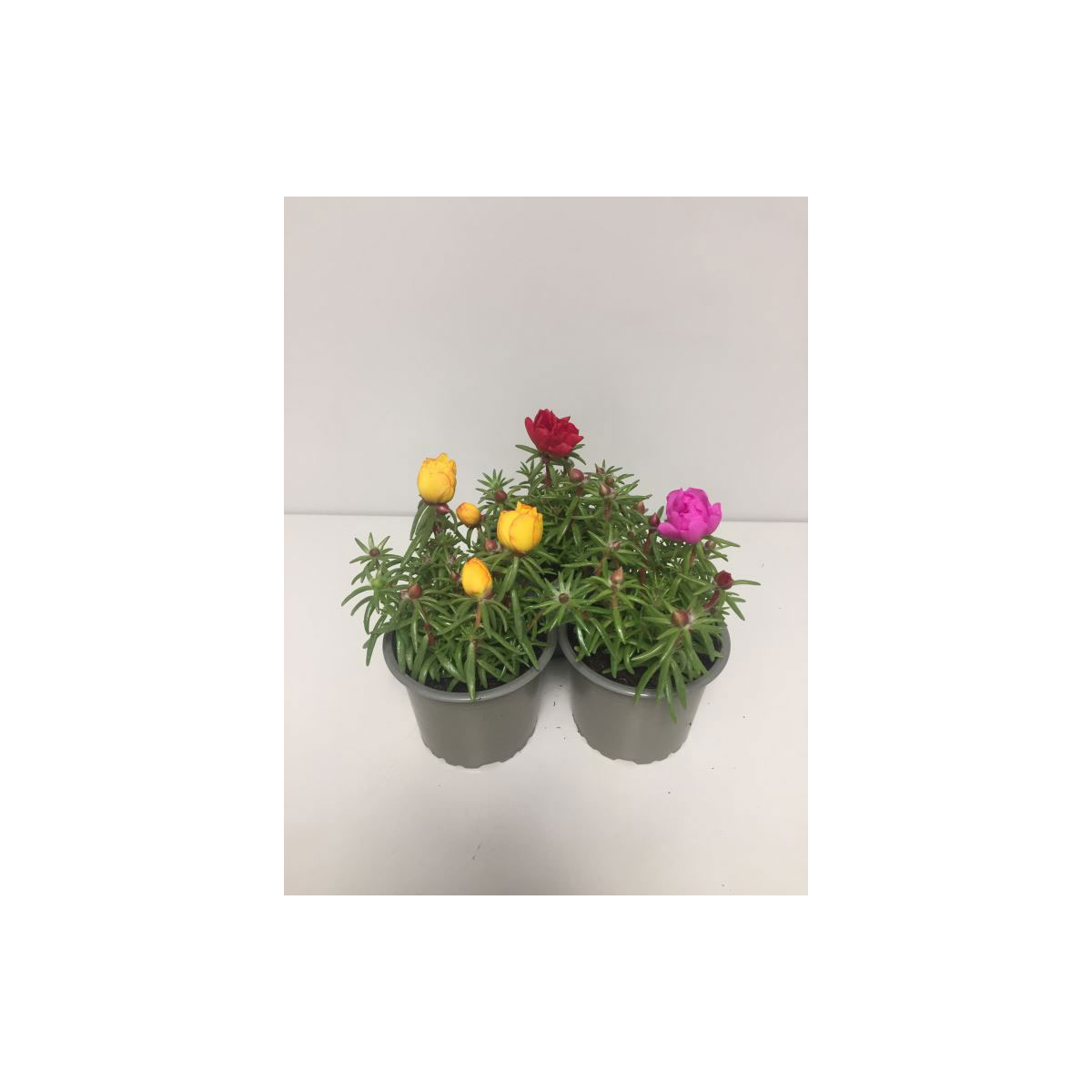 Plantiflor  Portulac-Mix T9