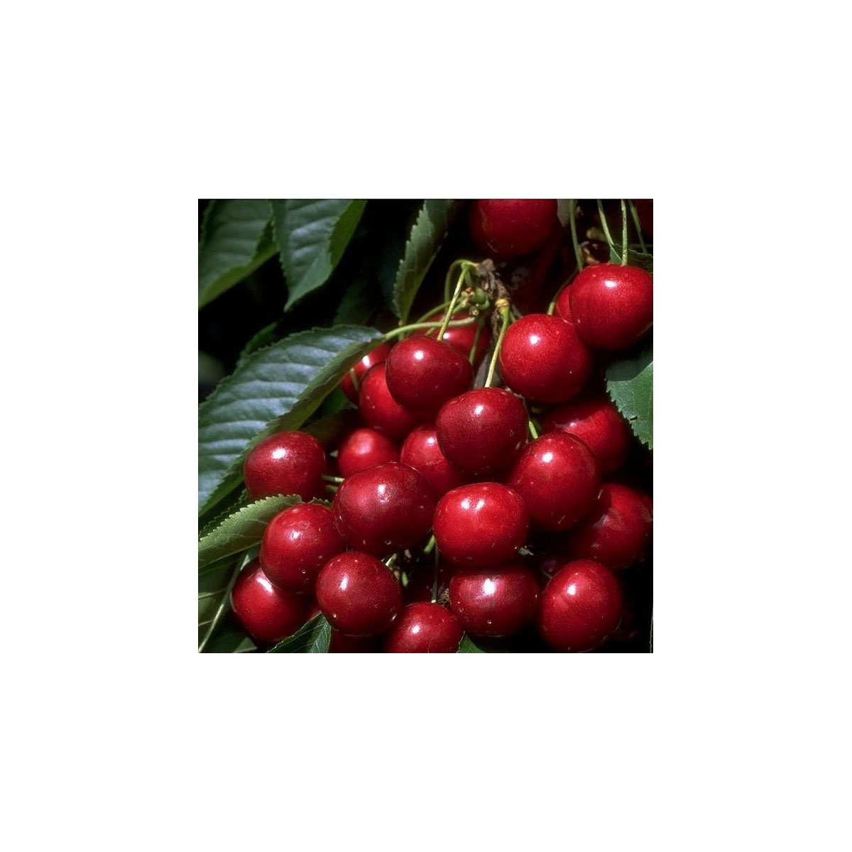 Süßkirsche Sunburst Colt selbstfruchtbar