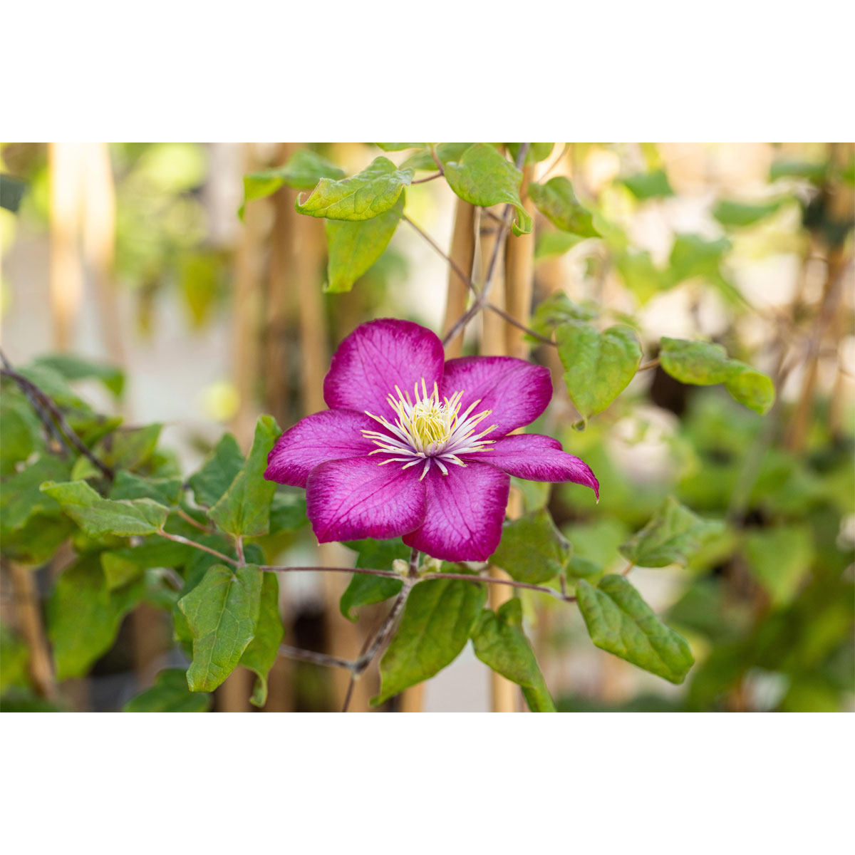 Plantiflor Waldrebe Ville de Lyon Topf Durchmesser 17 cm