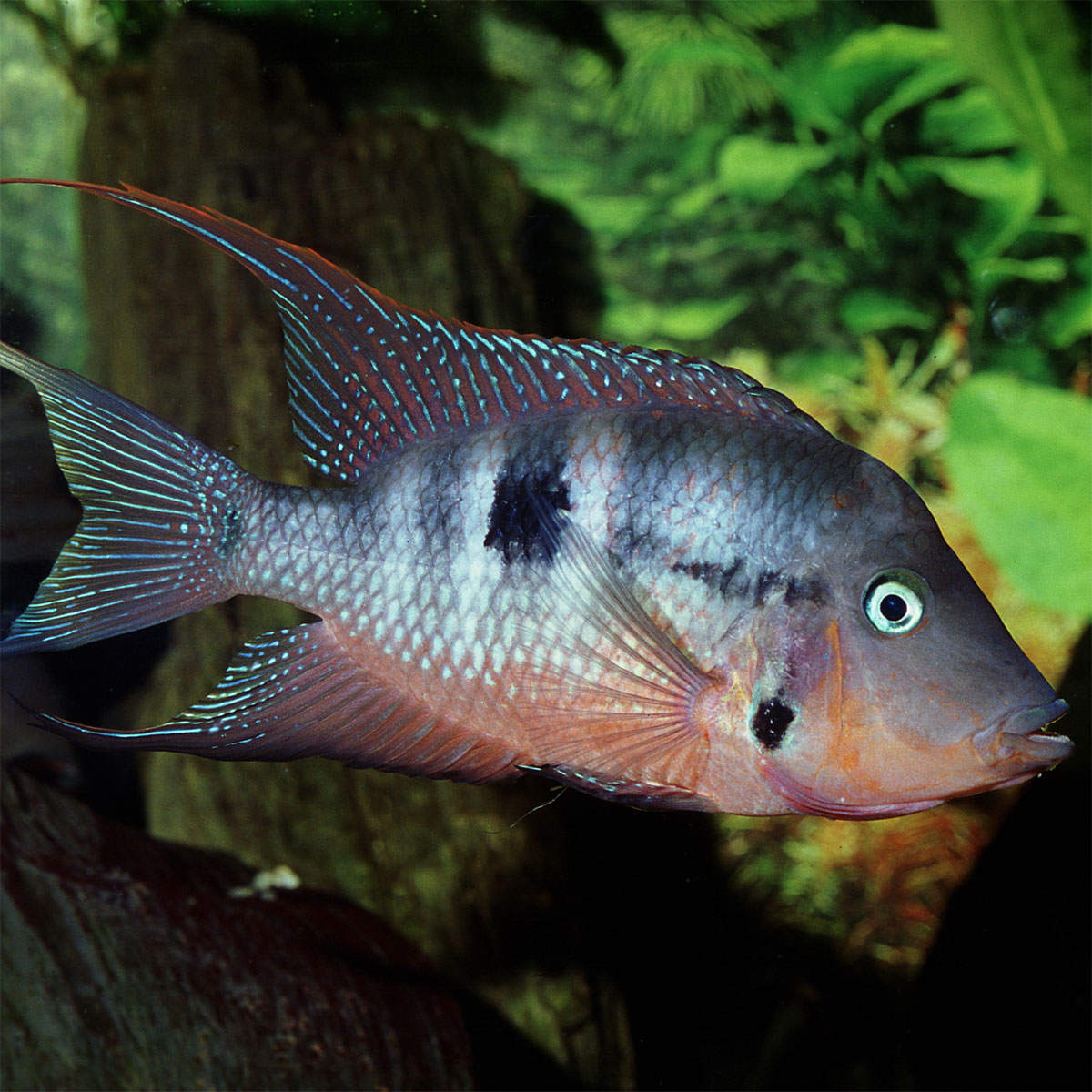 JBL  PRONOVO CICHLID GRANO M 250ml CLICK Bild 3