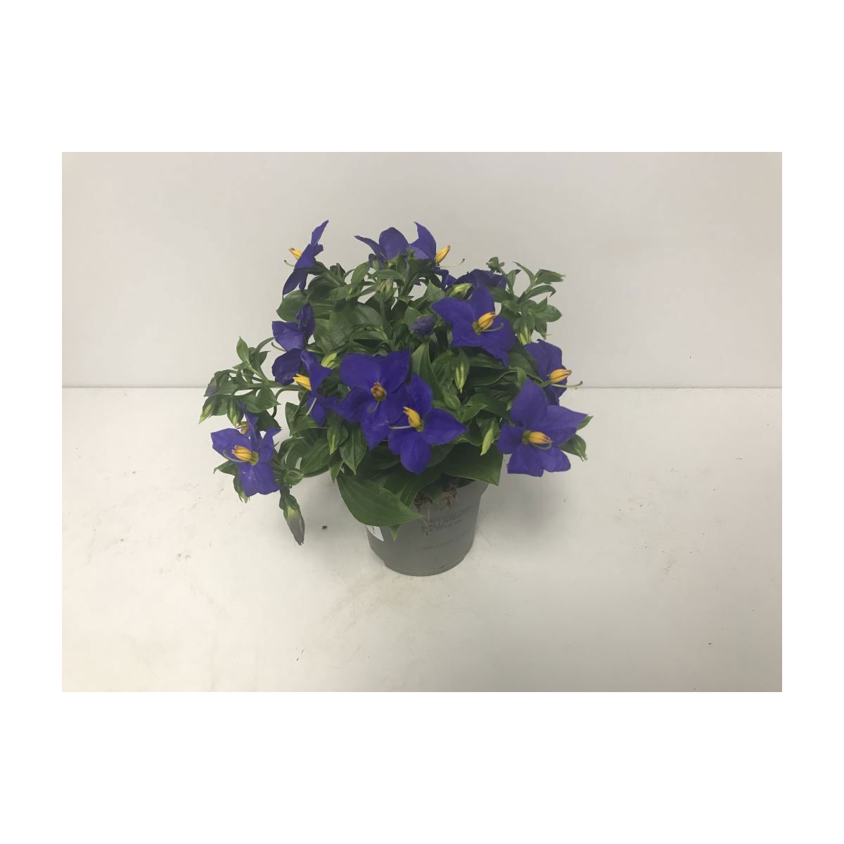 Plantiflor  Blaues Lieschen großblumig Durchmesser 11 cm