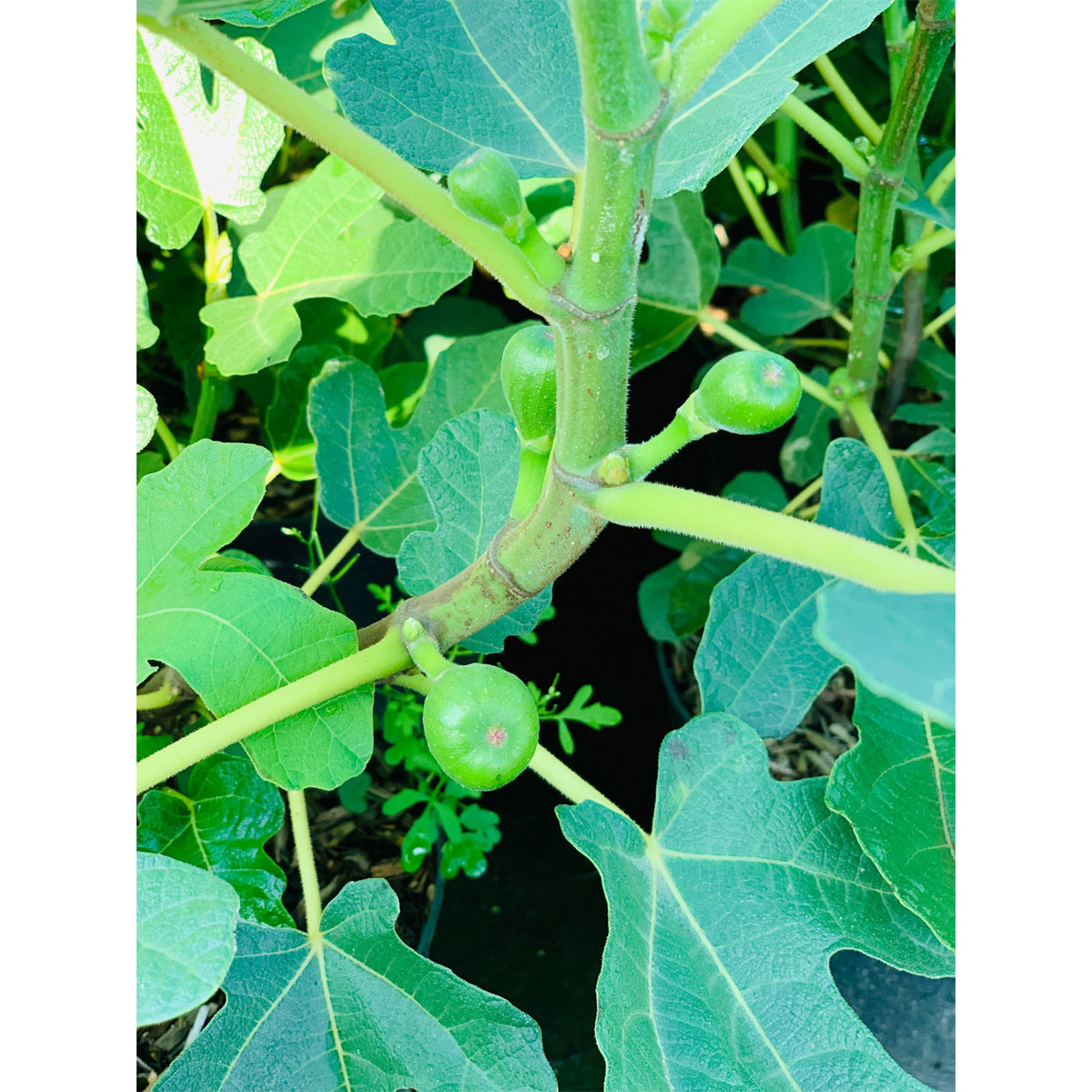 Plantiflor Feige Brown Turkey Topf Durchmesser 23 cm