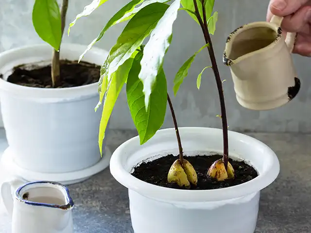 Zwei Avocadopflanzen werden in weißen Töpfen mit Wasser aus einer Gießkanne bewässert.