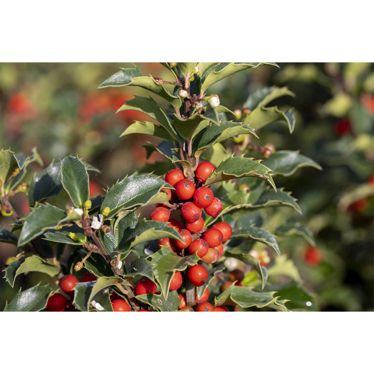 Plantiflor Stechpalme Heckenstar Topf Durchmesser 23 cm