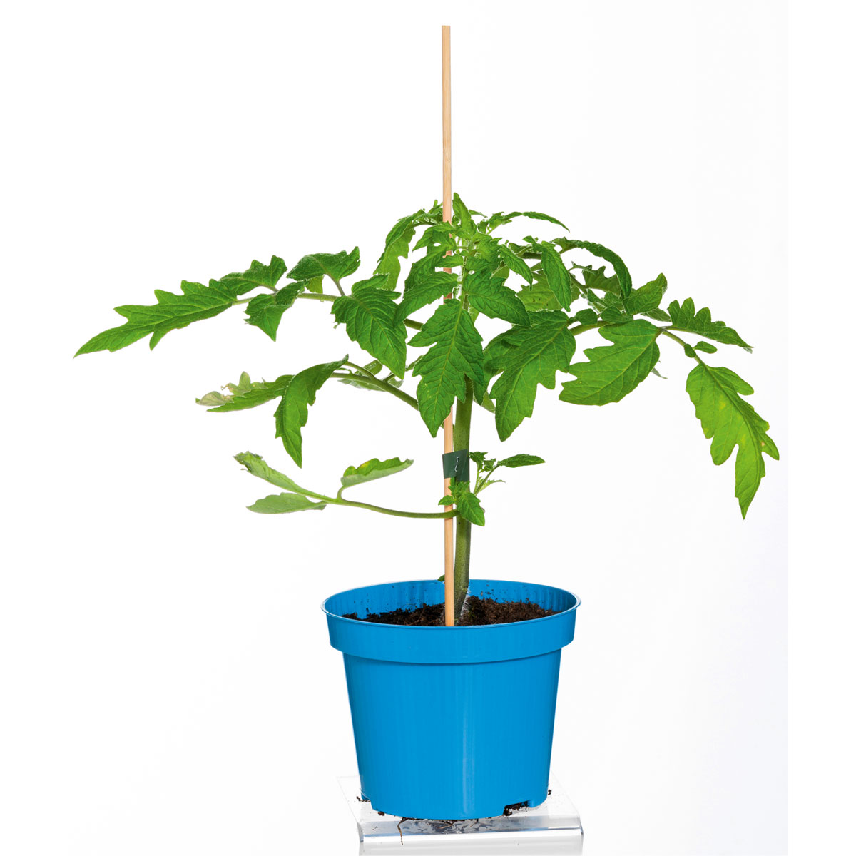 Plantiflor Cocktailtomate Supersweet F1 Topf Durchmesser 11 cm Bild 1