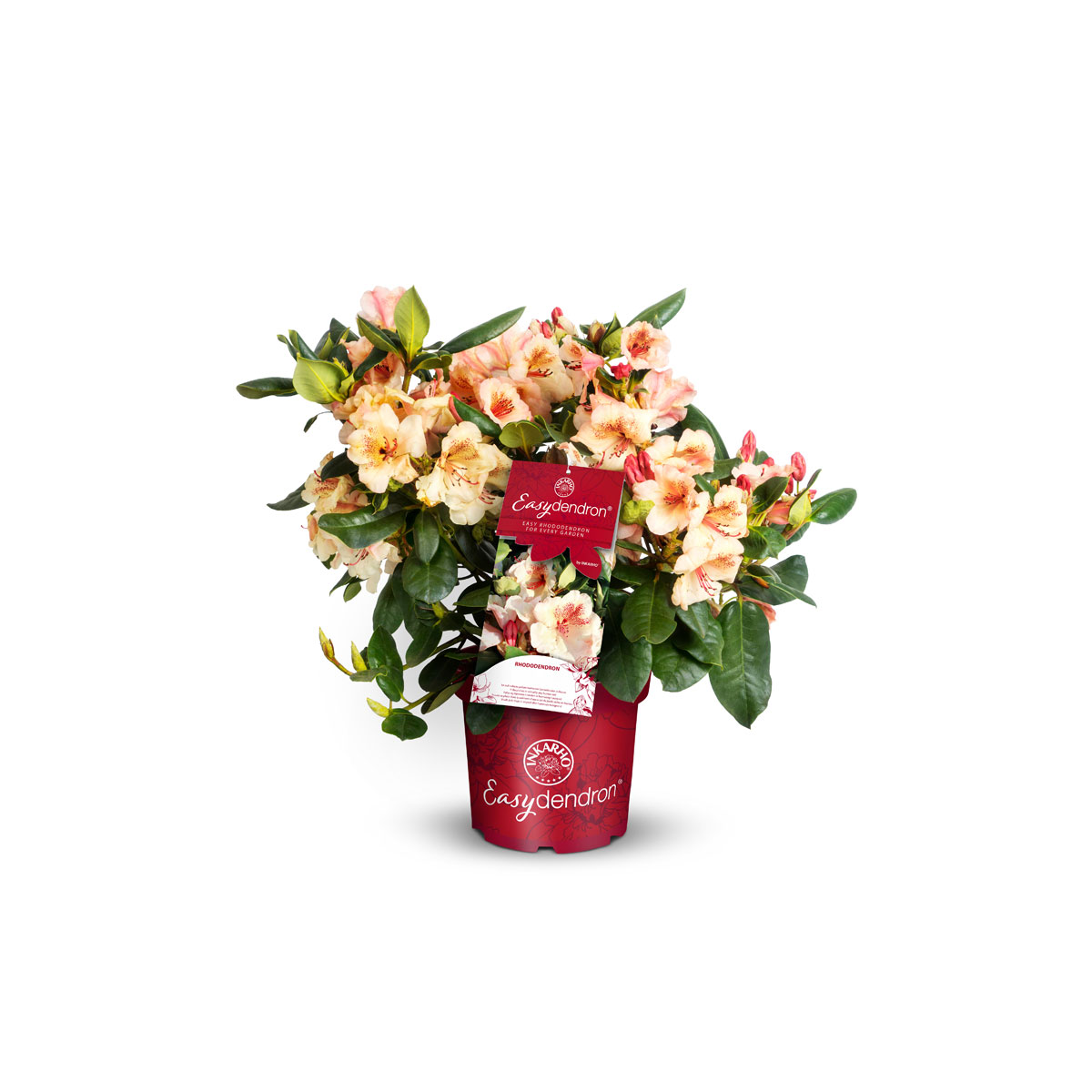 Plantiflor  Großblumiger Rhododendron Topf Durchmesser 17 cm Bild 4