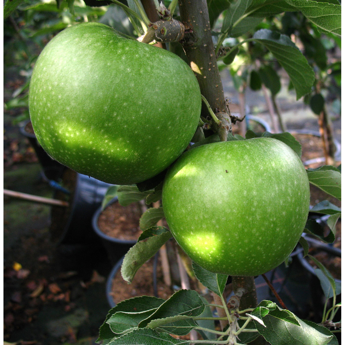 Apfel Granny Smith Compact
