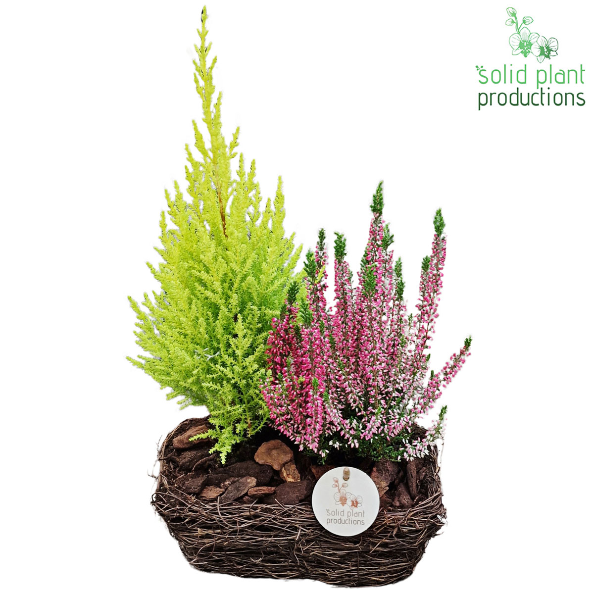 Bepflanzte Schale Herbst Salim Topf-Ø 24 cm Bild 2