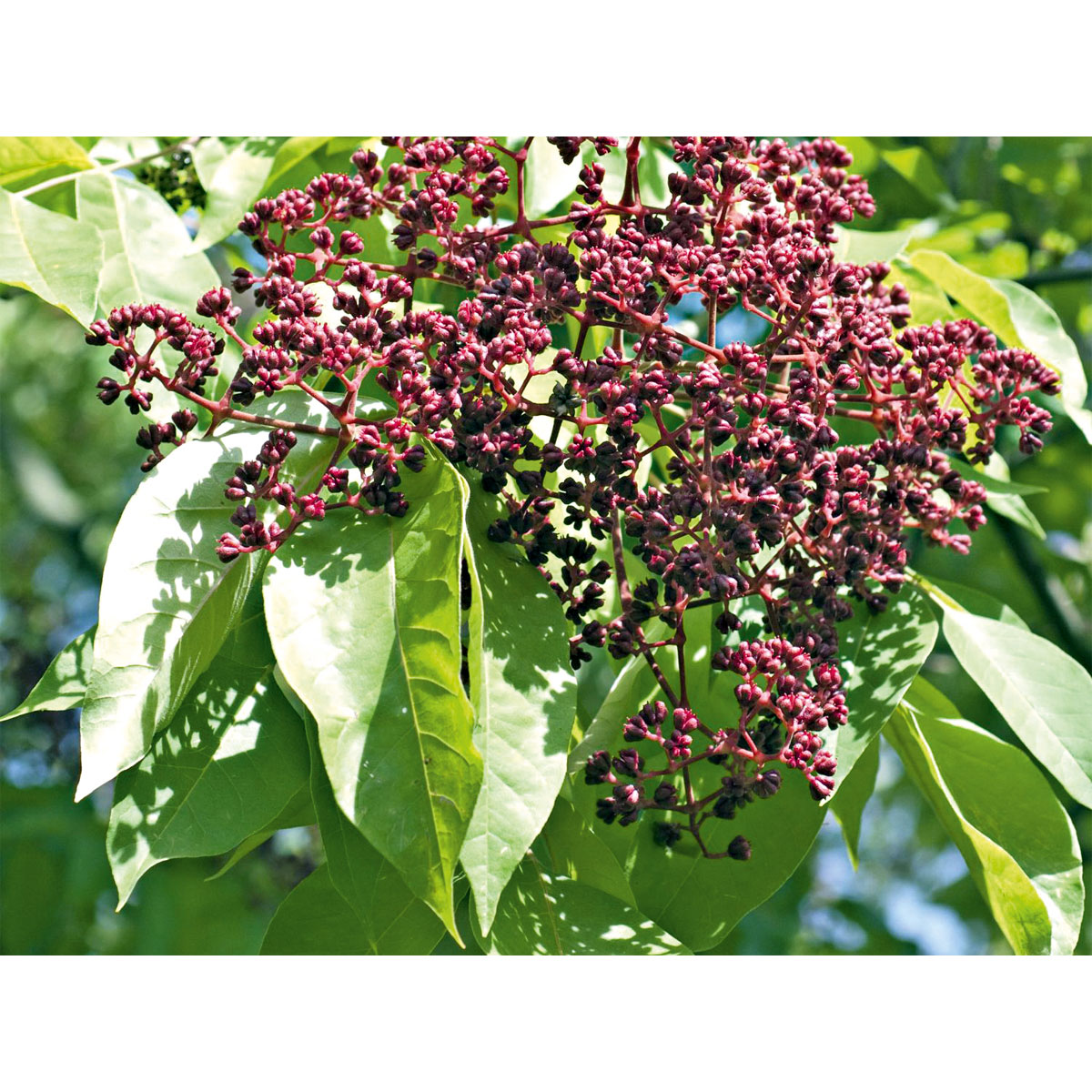 Plantiflor  Tausendblütenbaum Topf Durchmesser 23 cm
