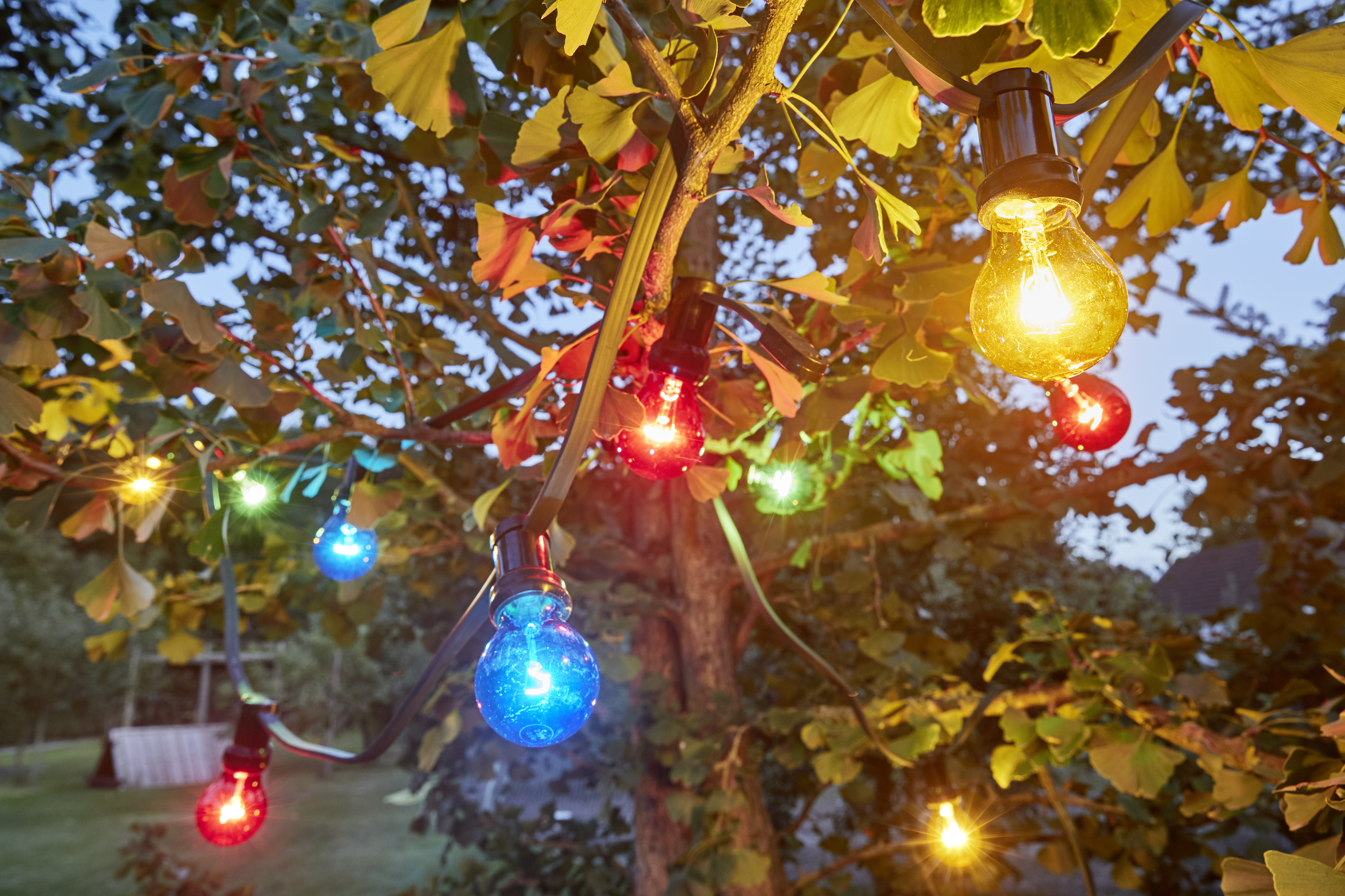 LED Aussenlichterkette die bunt leuchtet und in einem Baum hängt