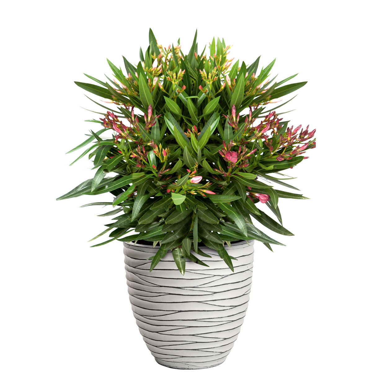 Haveson Pflanzgefäß Big Groove rund Durchmesser 54 x 48 cm Light cement Bild 2