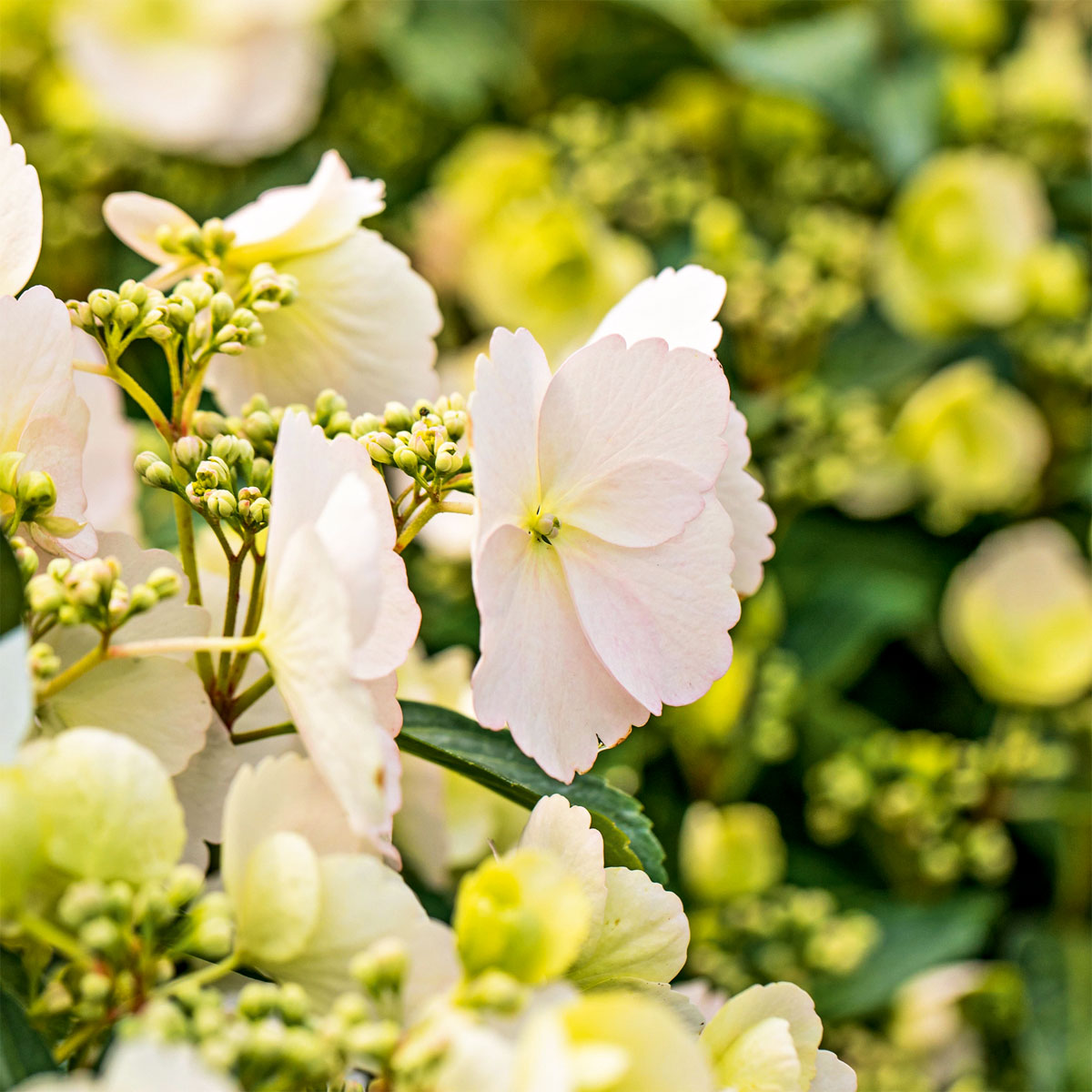Plantiflor  Gartenhortensie Macrophylla Topf- Durchmesser 17 cm Bild 4