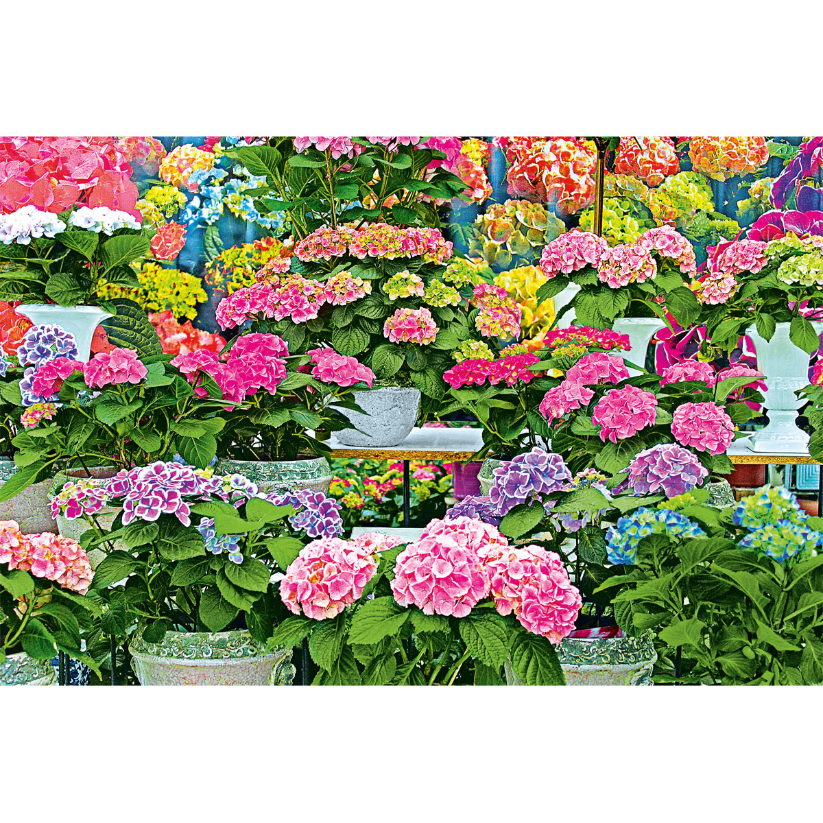 Plantiflor  Hortensie Magical Four Seasons Topf Durchmesser 23 cm Bild 3