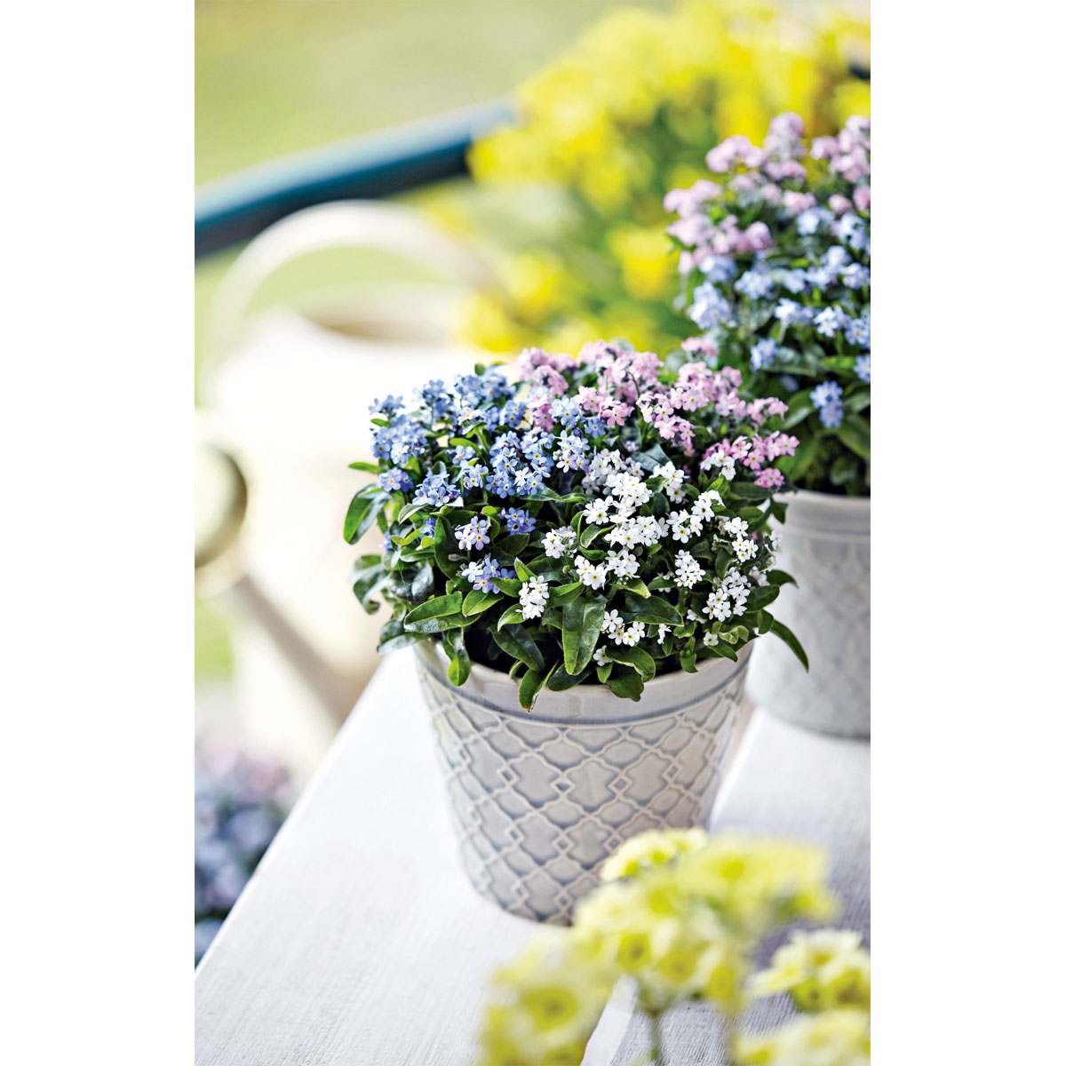 Vergissmeinnicht Trio Topf Durchmesser 13 cm Bild 2