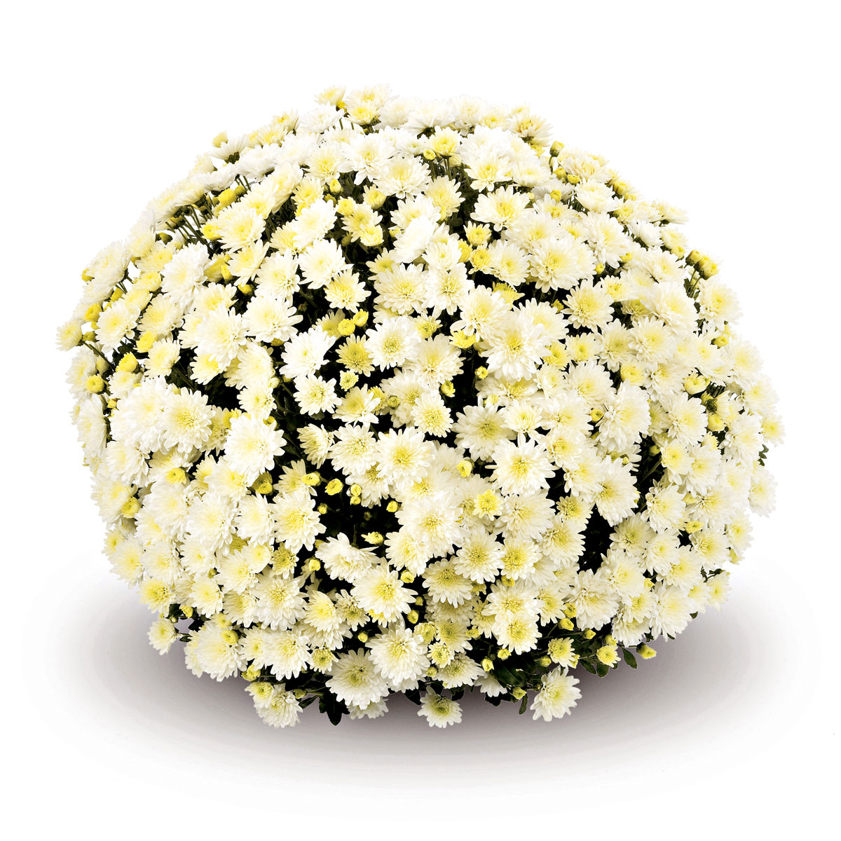 Plantiflor  Chrysanthemen-Busch Topf Durchmesser 19 cm Bild 2