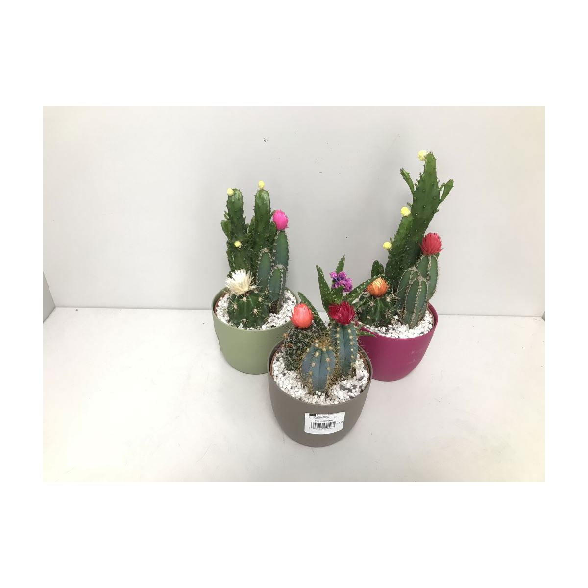 Plantiflor  Kakteen mit geklebten Blüten Eiförmiger Topf verschiedene Sorten T14