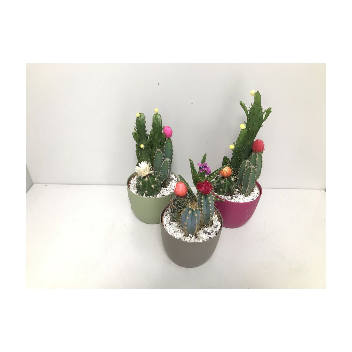 Plantiflor  Kakteen mit geklebten Blüten Eiförmiger Topf verschiedene Sorten T14