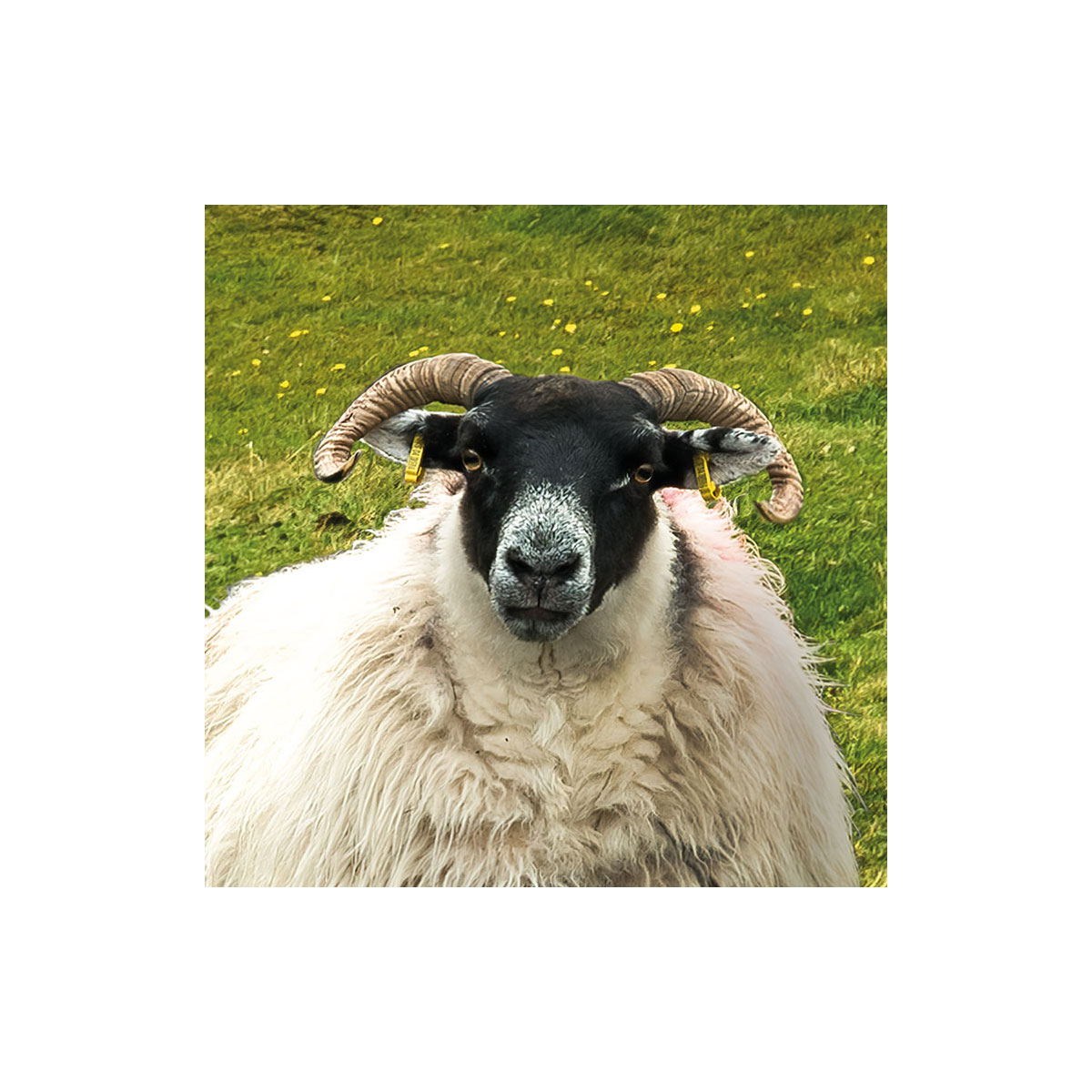 Komar  Vlies Fototapete Green Ireland 450x280 cm Bild 4