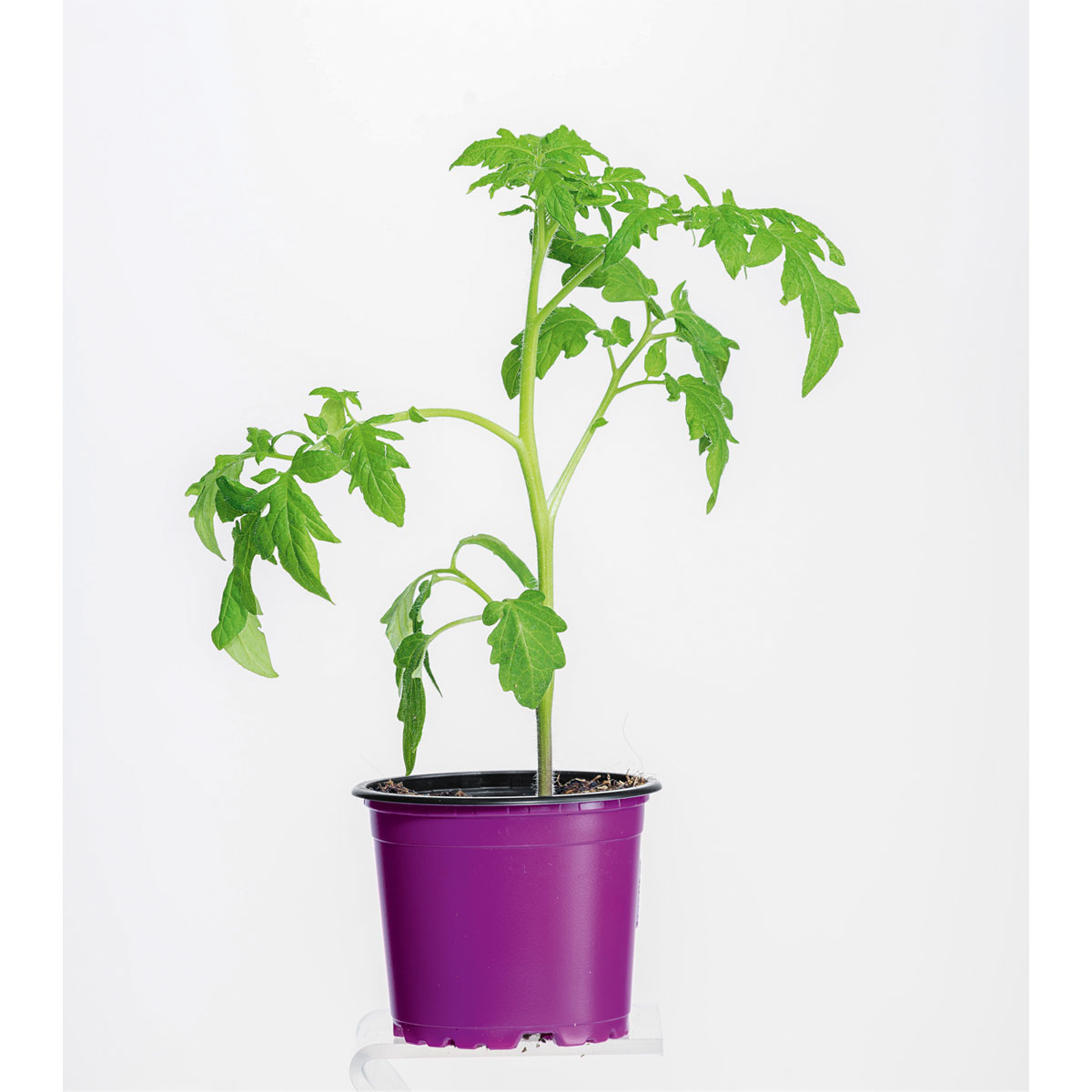 Plantiflor Bio Gourmet Tomaten Ananas Topf Durchmesser 11 cm