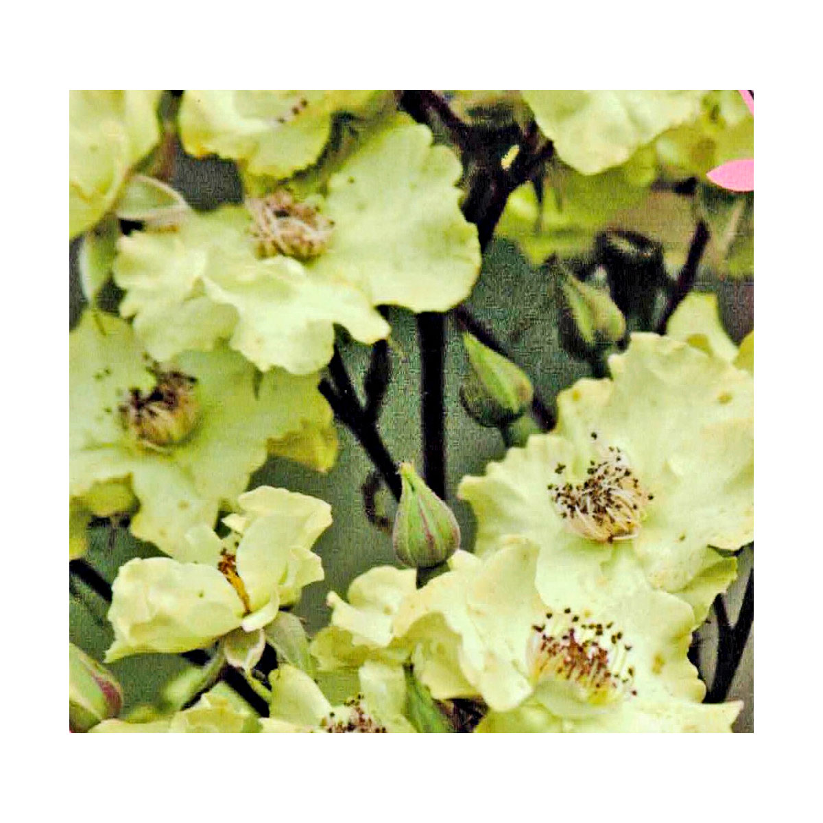 Plantiflor  Strauchrose Rosy Boom Topf Durchmesser 24 cm