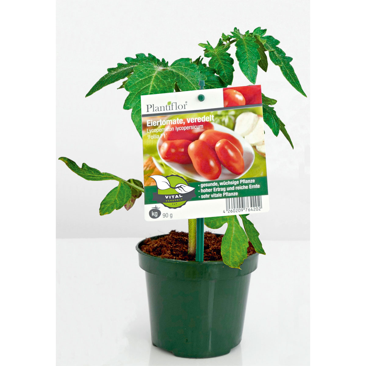 Plantiflor Meisterklasse Eiertomate Sorbetto Topf Durchmesser 11 cm