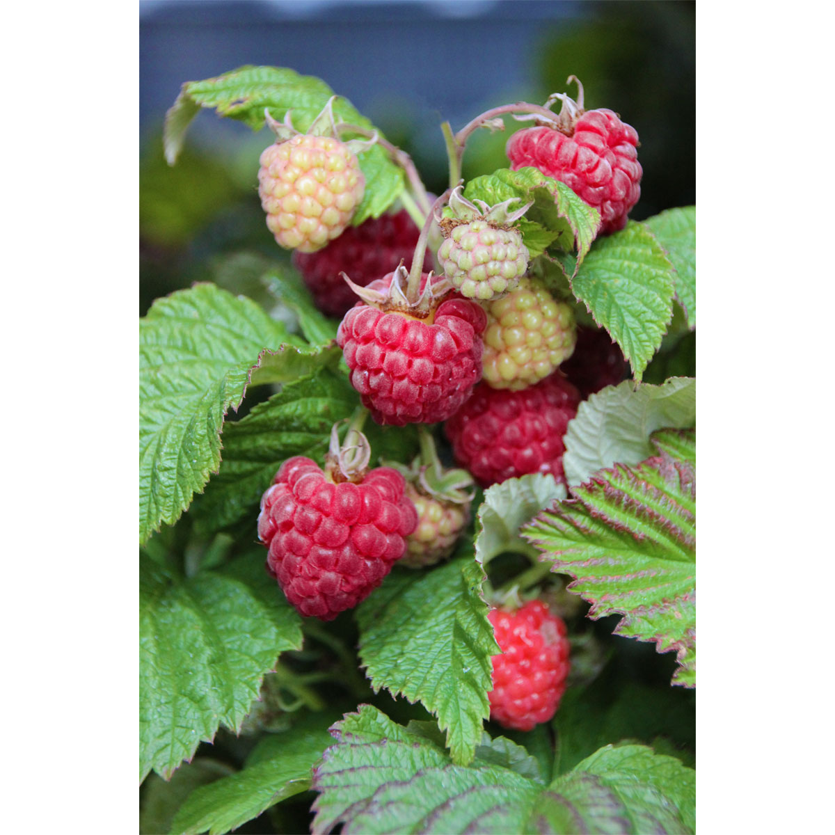 Plantiflor Rote Himbeere Autum First Topf Durchmesser 17 cm