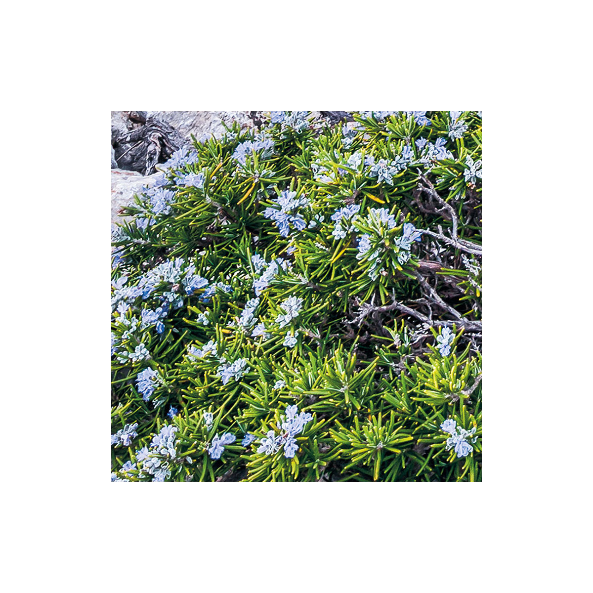 Komar  Vlies Fototapete Bizarre Coast 200x250 cm Bild 6