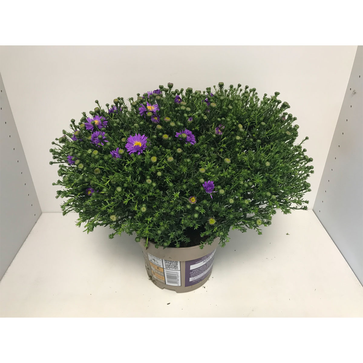 Plantiflor  Aster Novi T19