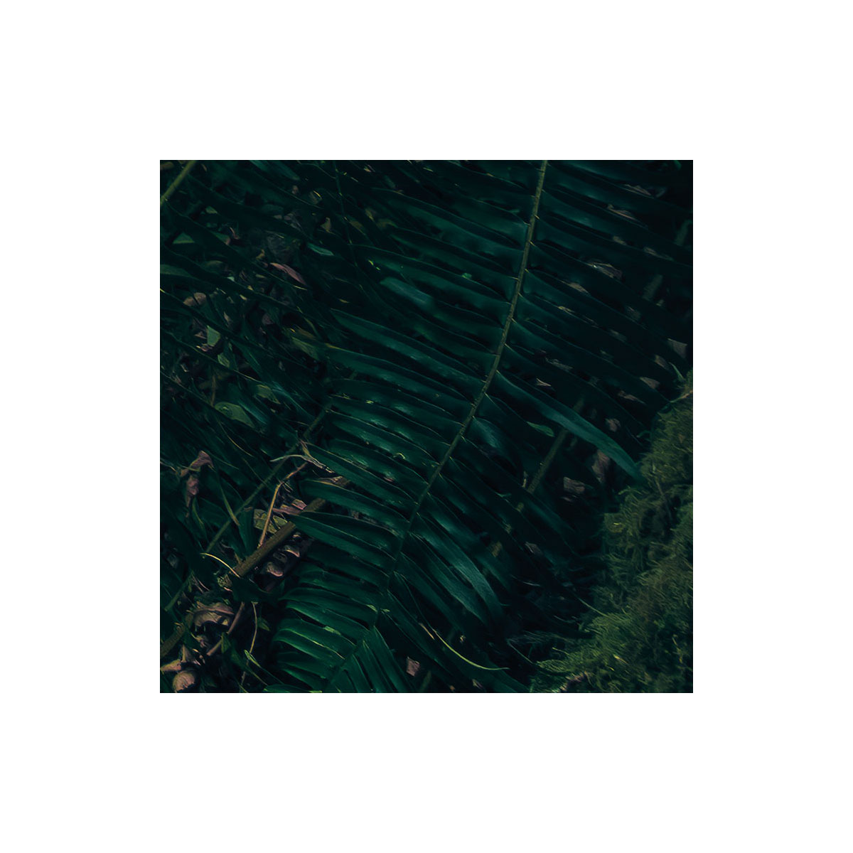 Komar  Vlies Fototapete Elves Cathedral 450x280 cm Bild 5