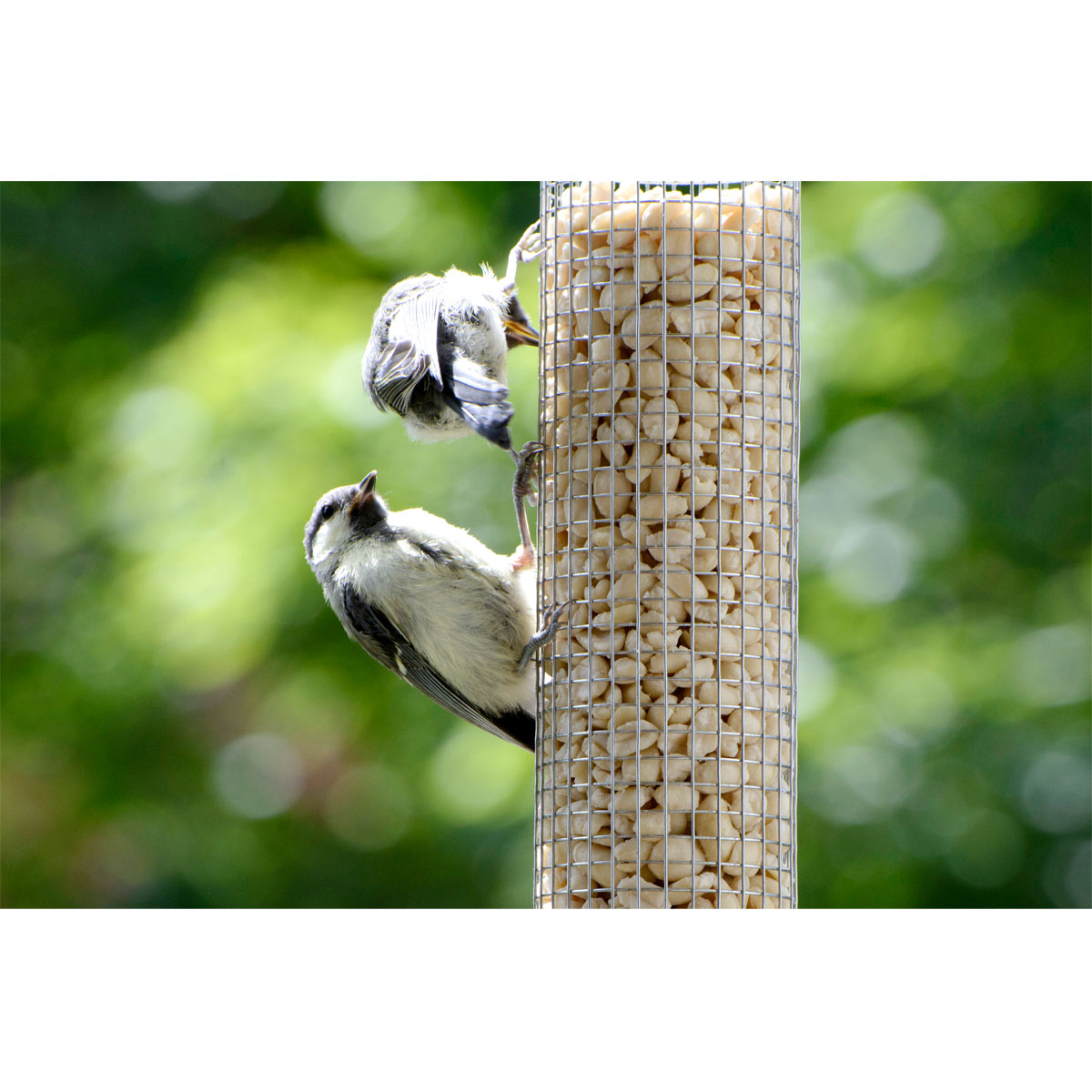 Futterspender für Nüsse und Kerne 9,5 x 9,5 x 23 cm Metall Grün Bild 5