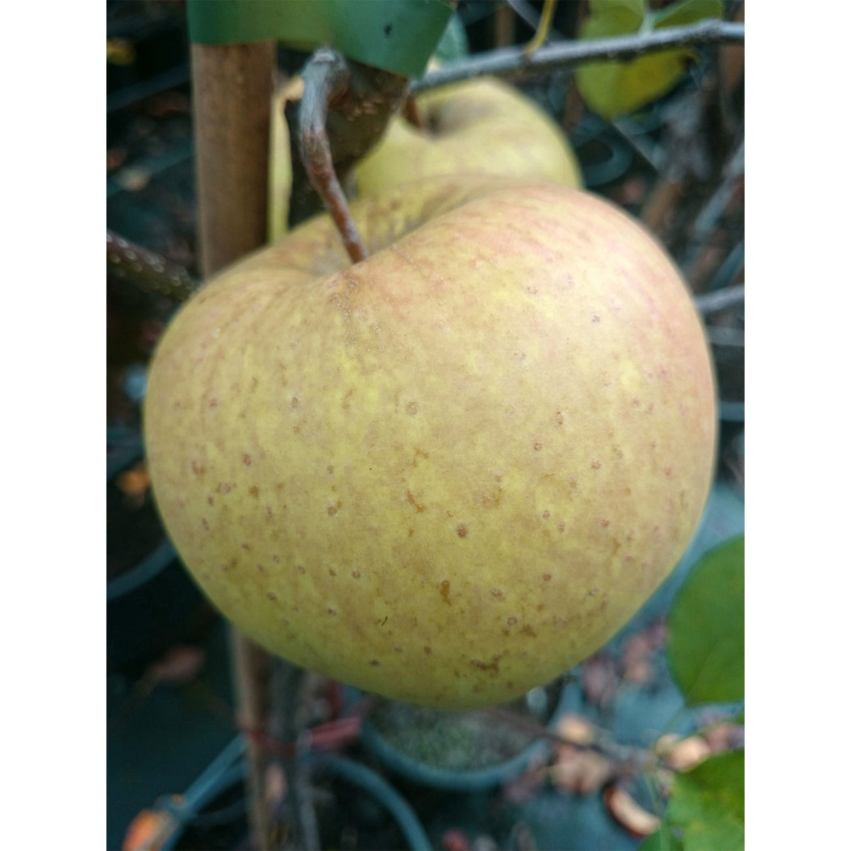 Apfel Golden Delicious