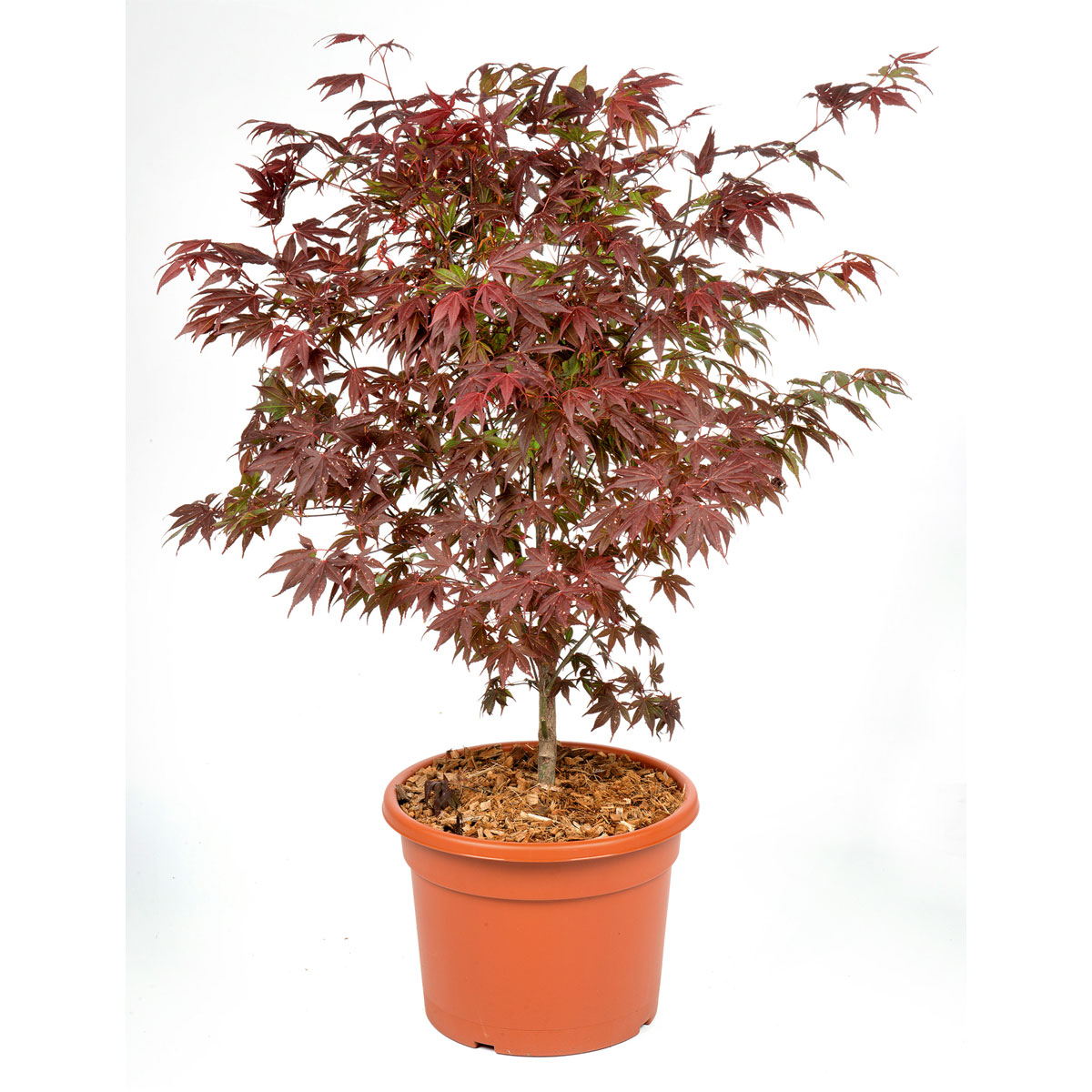 Plantiflor  Fächerahorn im Topf Durchmesser 19 cm Bild 1