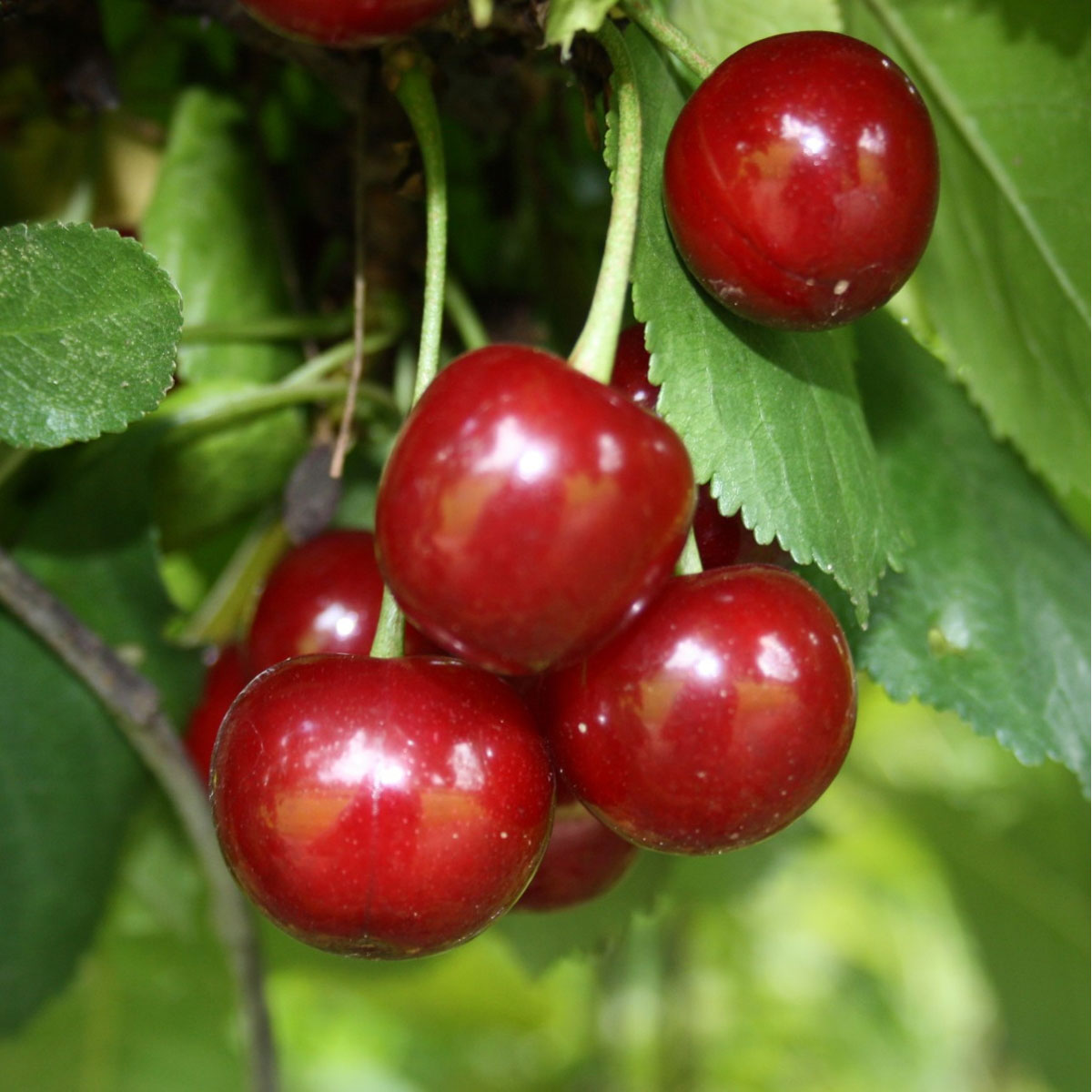 Sauerkirsche Schattenmorelle Colt