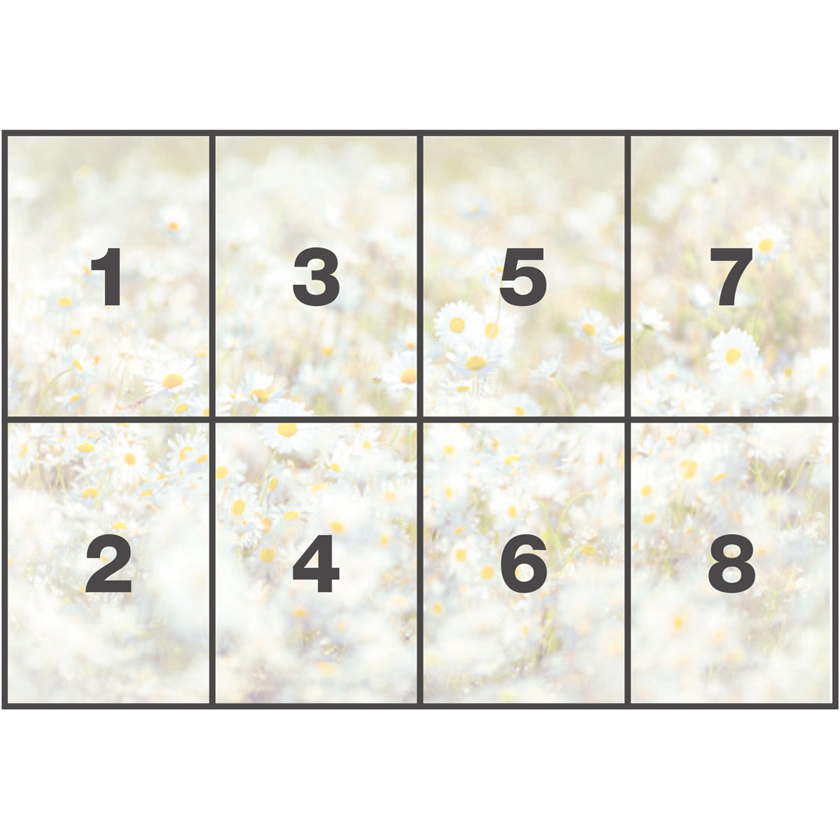 Komar  Papier Fototapete Daisies 368x254 cm Bild 3