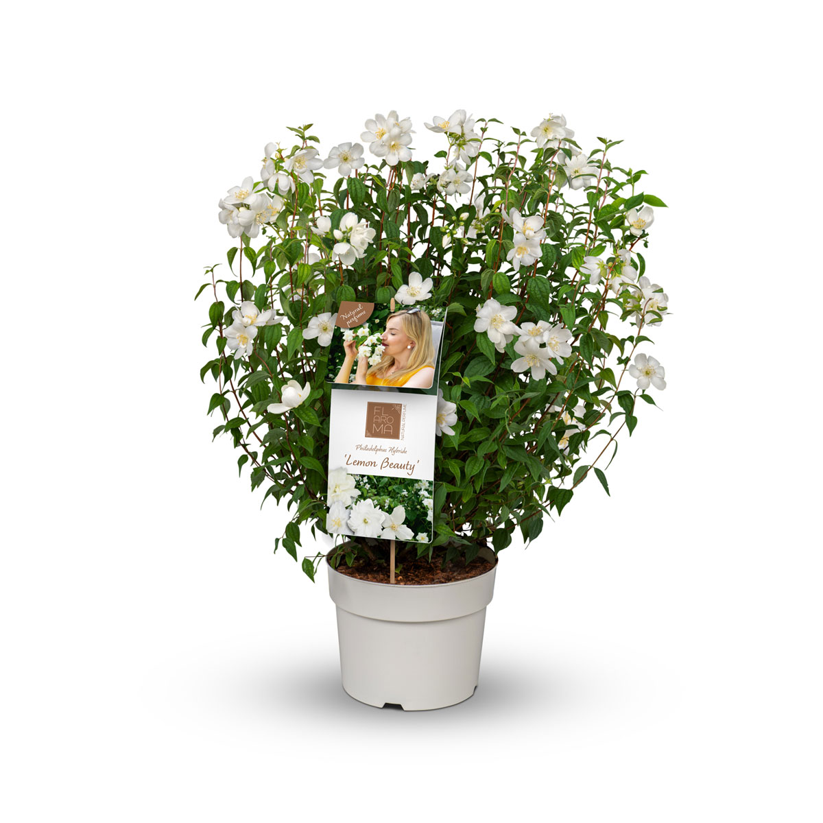 Plantiflor  Pfeifenstrauch FlAroma Topf Durchmesser 23 cm