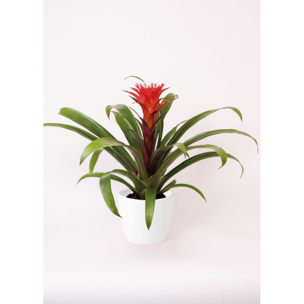 Plantiflor Guzmania El Cope 30-40 cm T12