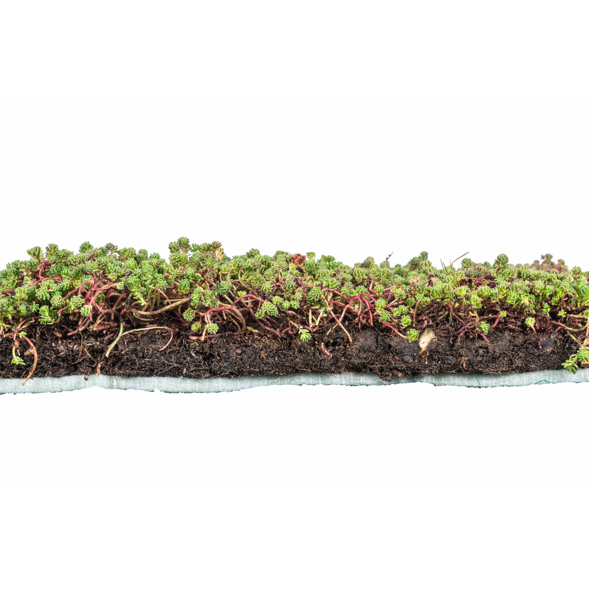 AboutGreen Dachbegrünung Roll und Go Dachneigung 5-10