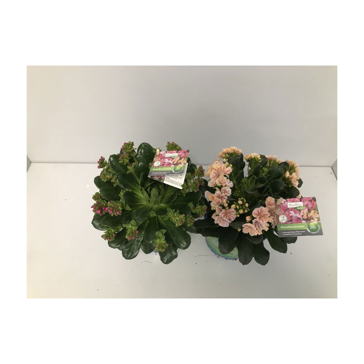 Plantiflor Bitterwurz P13